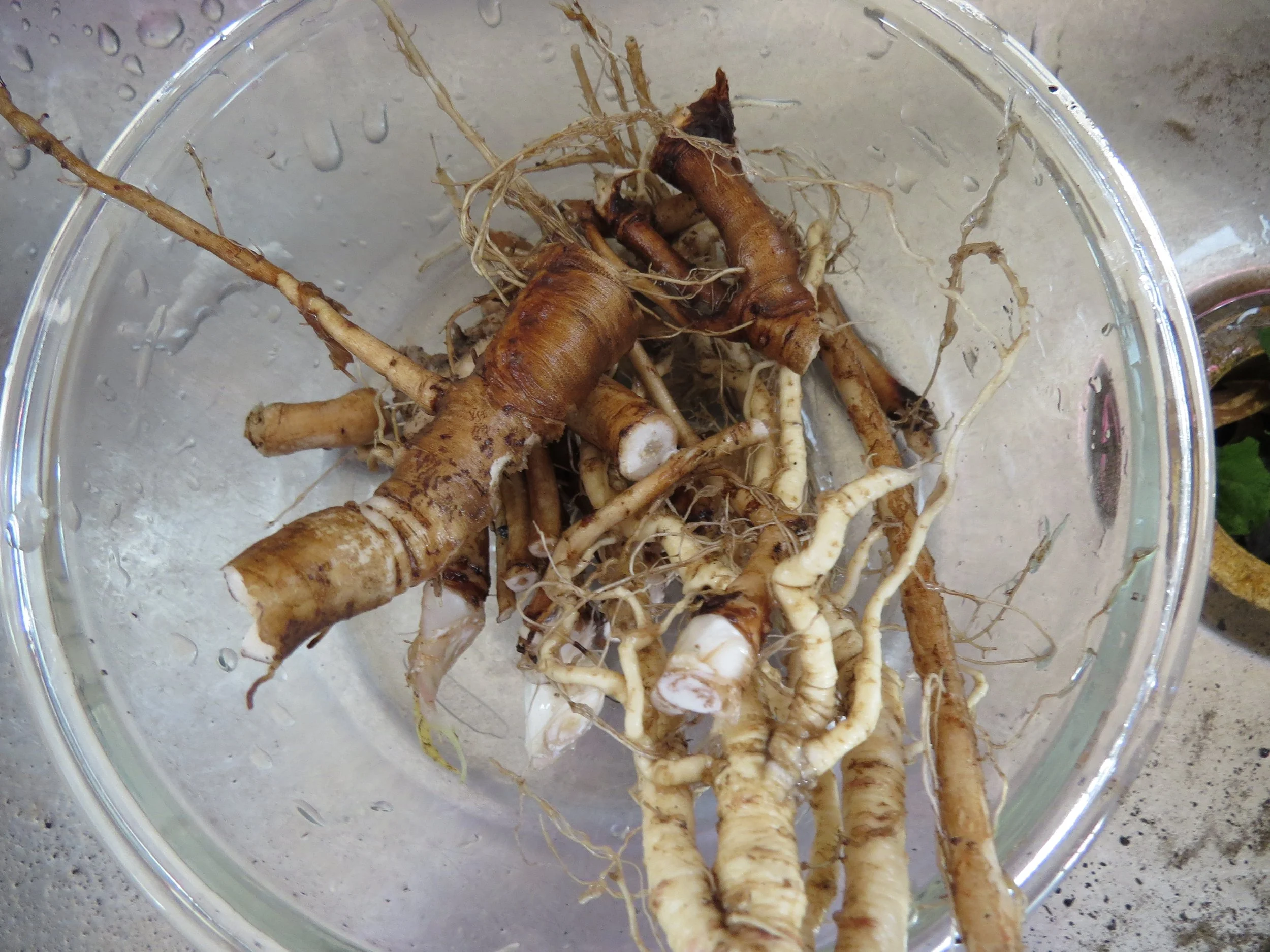 Delicious dandelion root