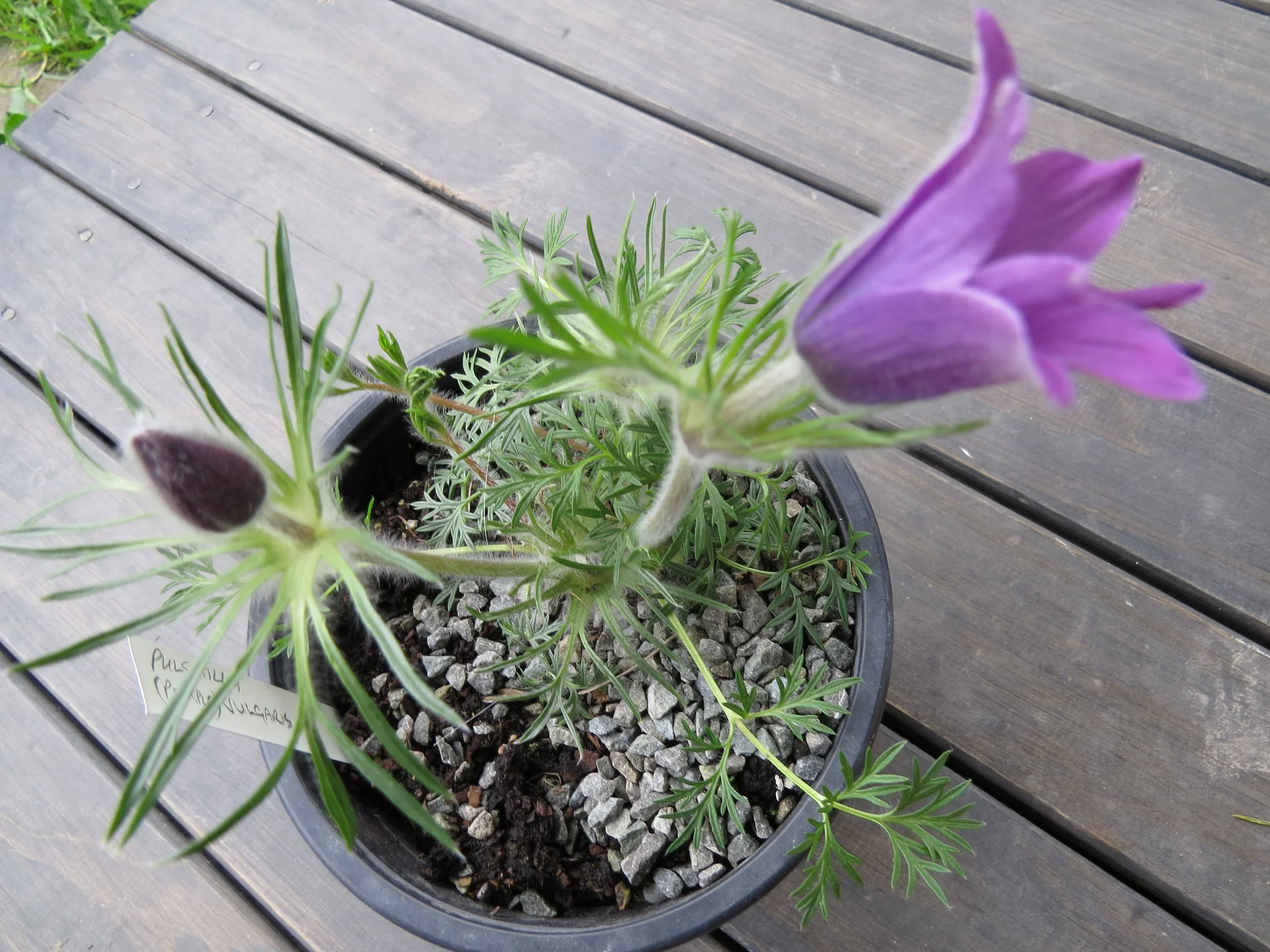 Pulsatilla, Pasque flower