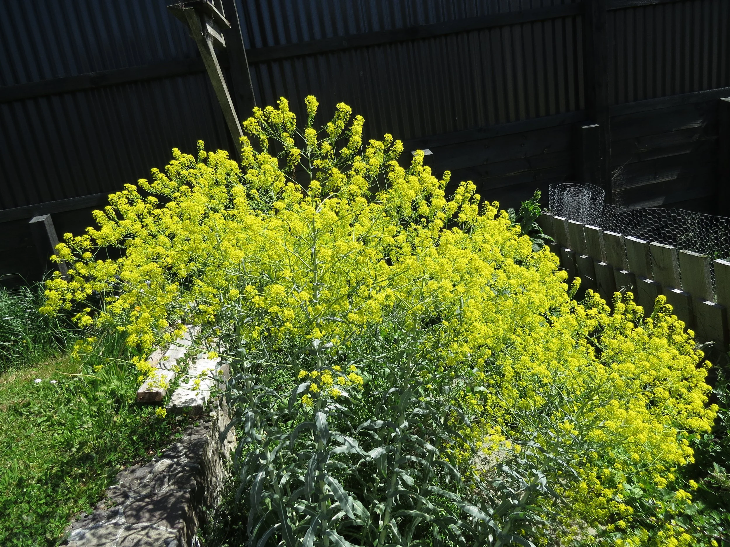 Woad, of the brilliant blue dye