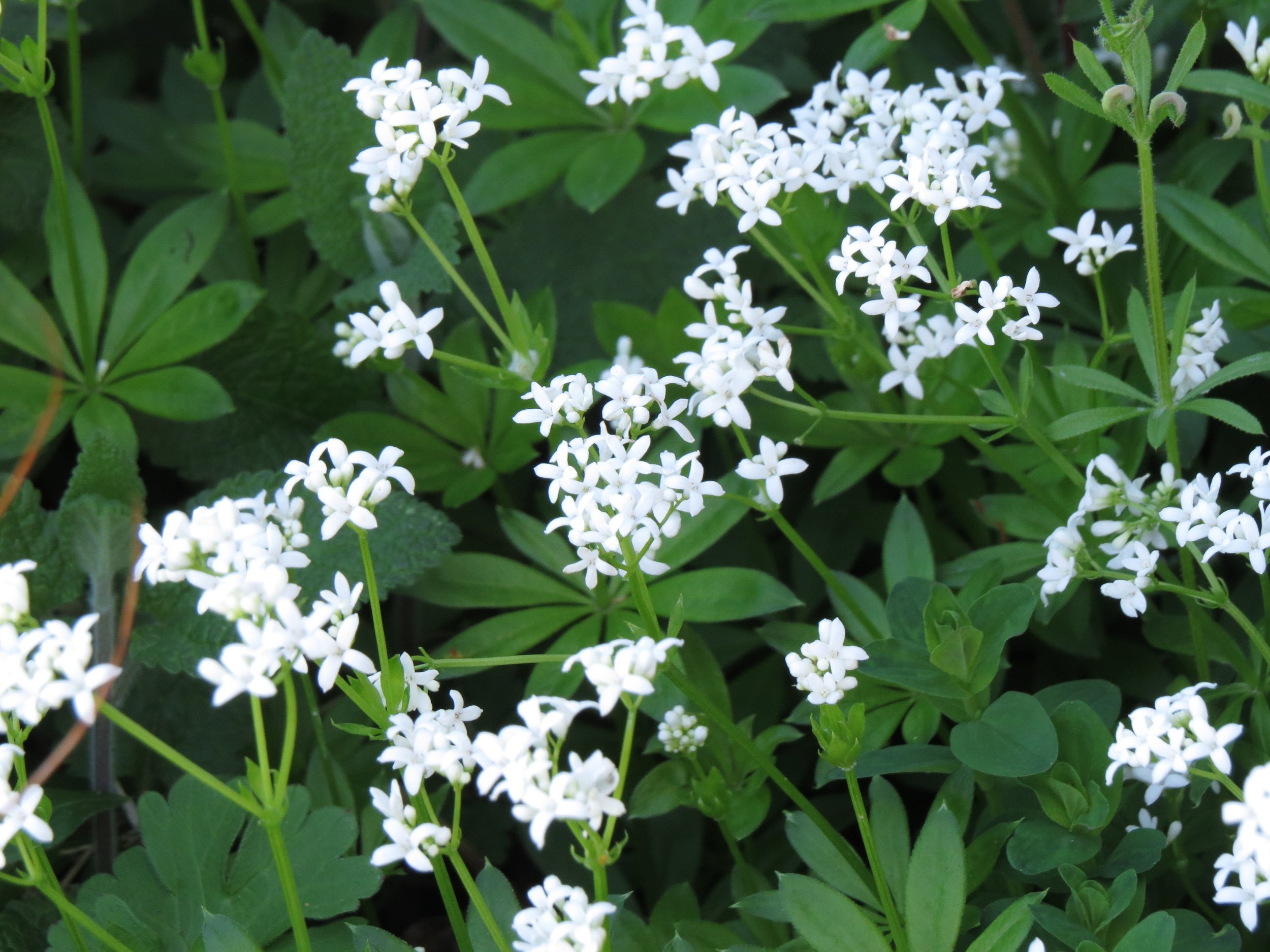 Sweet woodruff