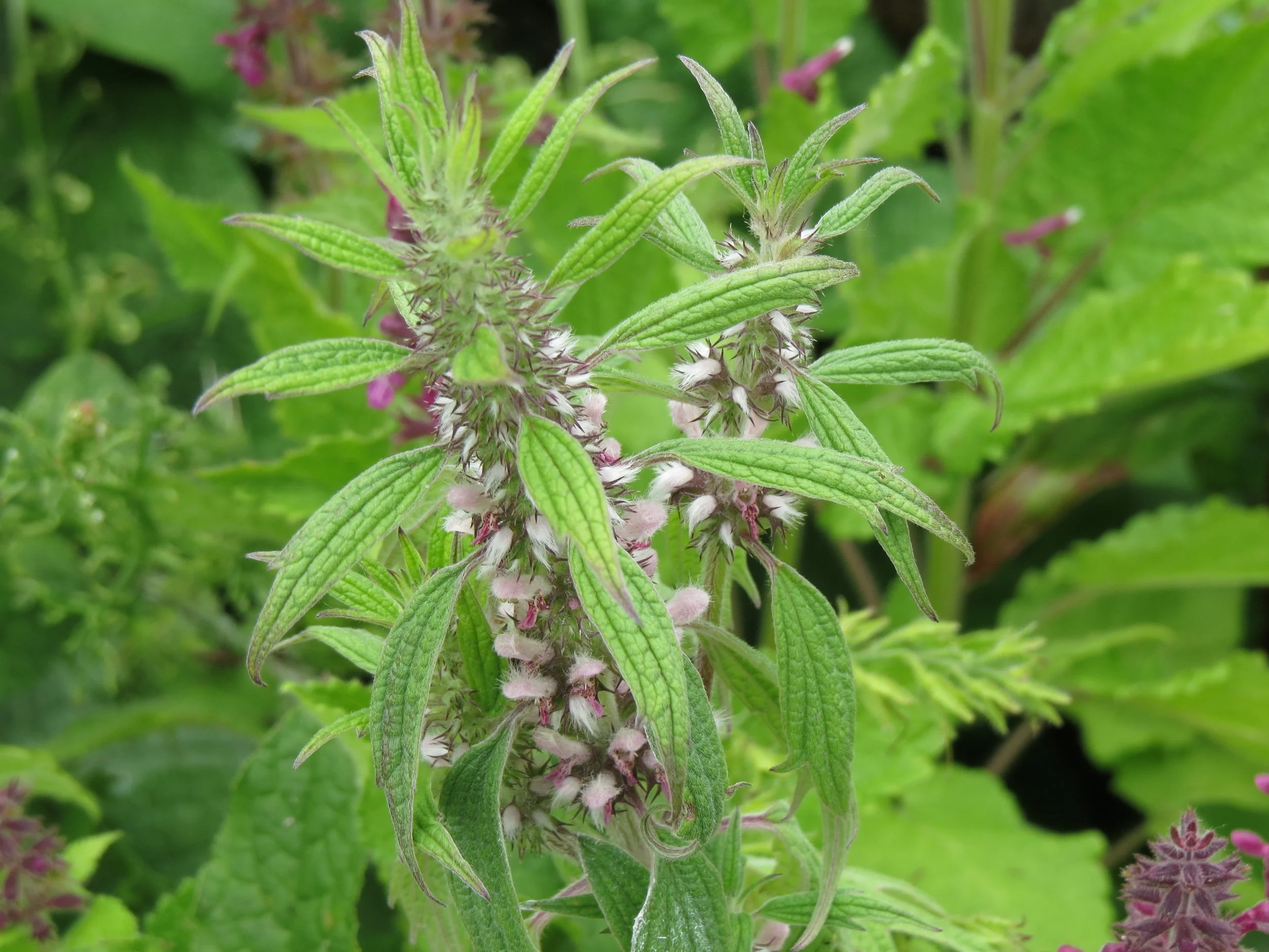Motherwort or the herb with a lion heart