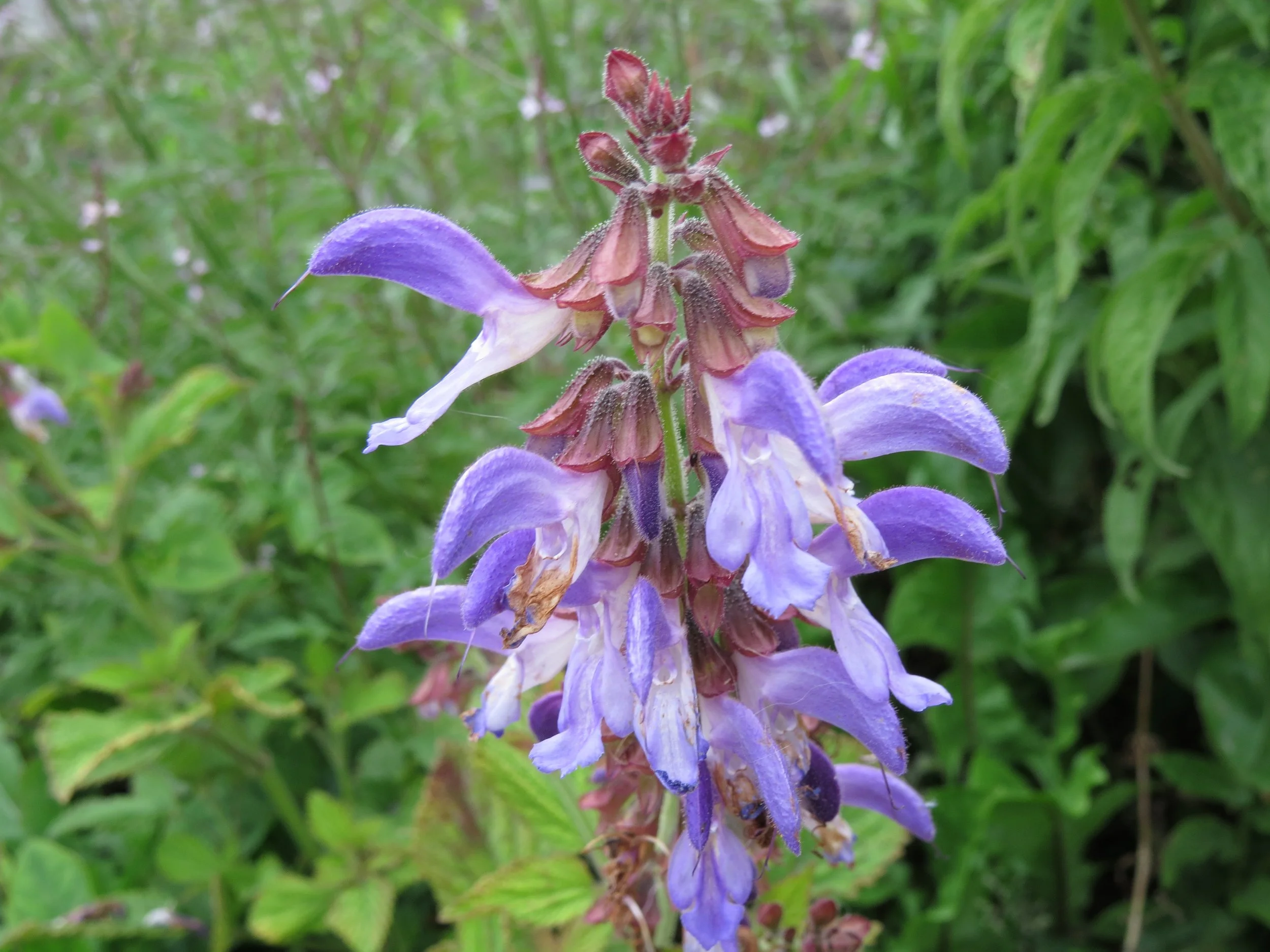 Dan Shen, gentle but powerful 