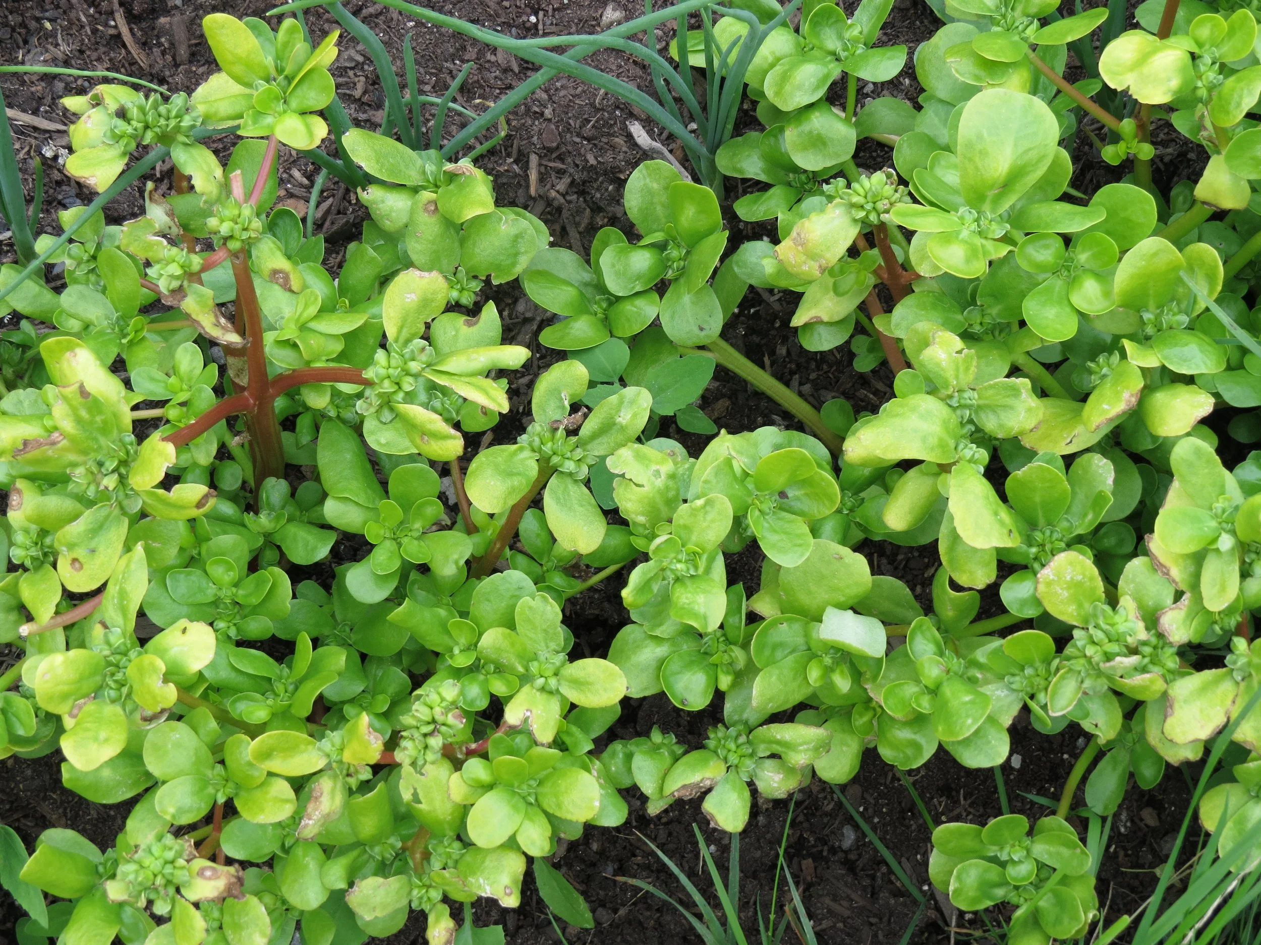 Purslane, a powerhouse ‘weed’