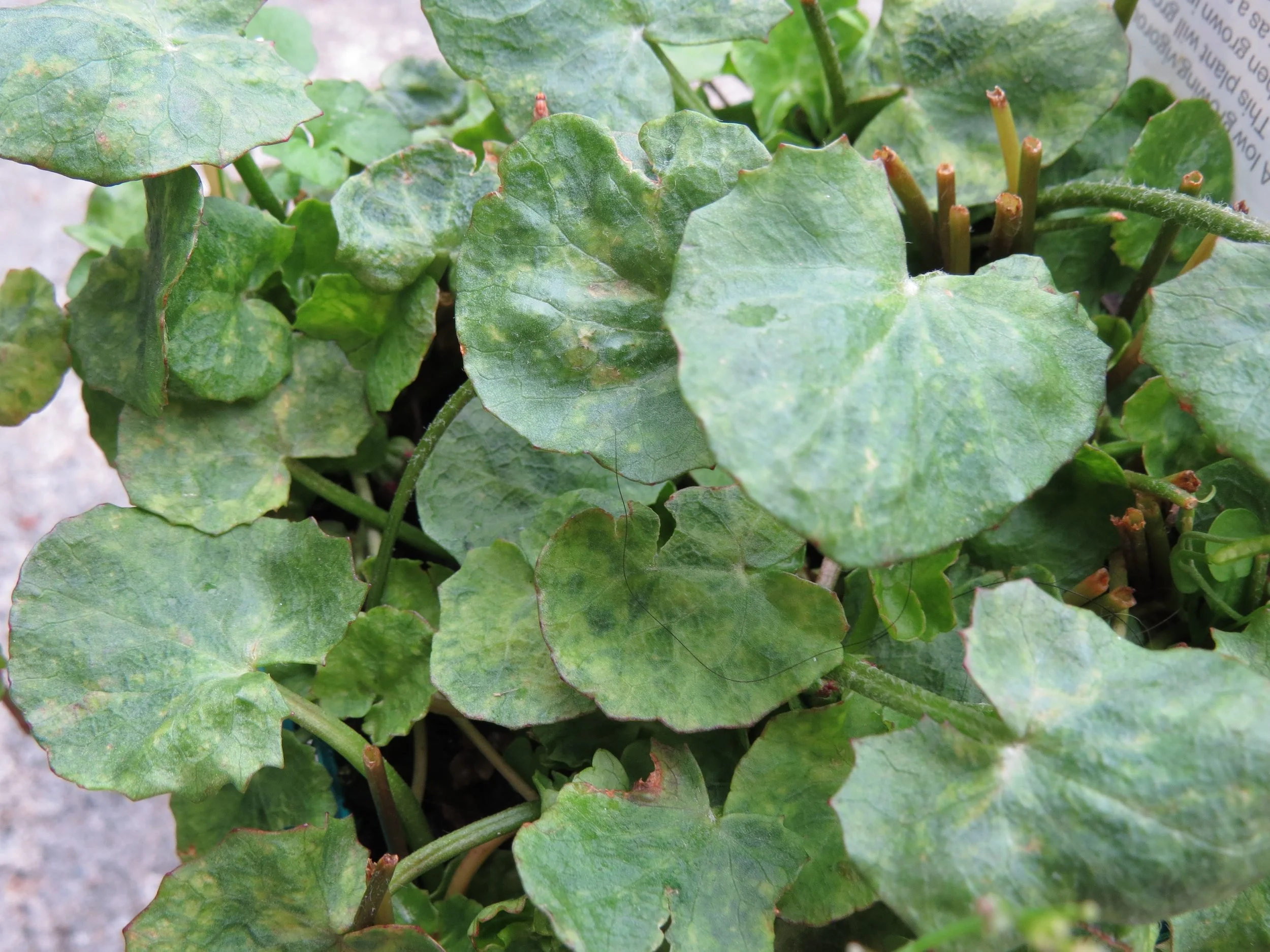 Gotu kola, the restorative Asian pennywort