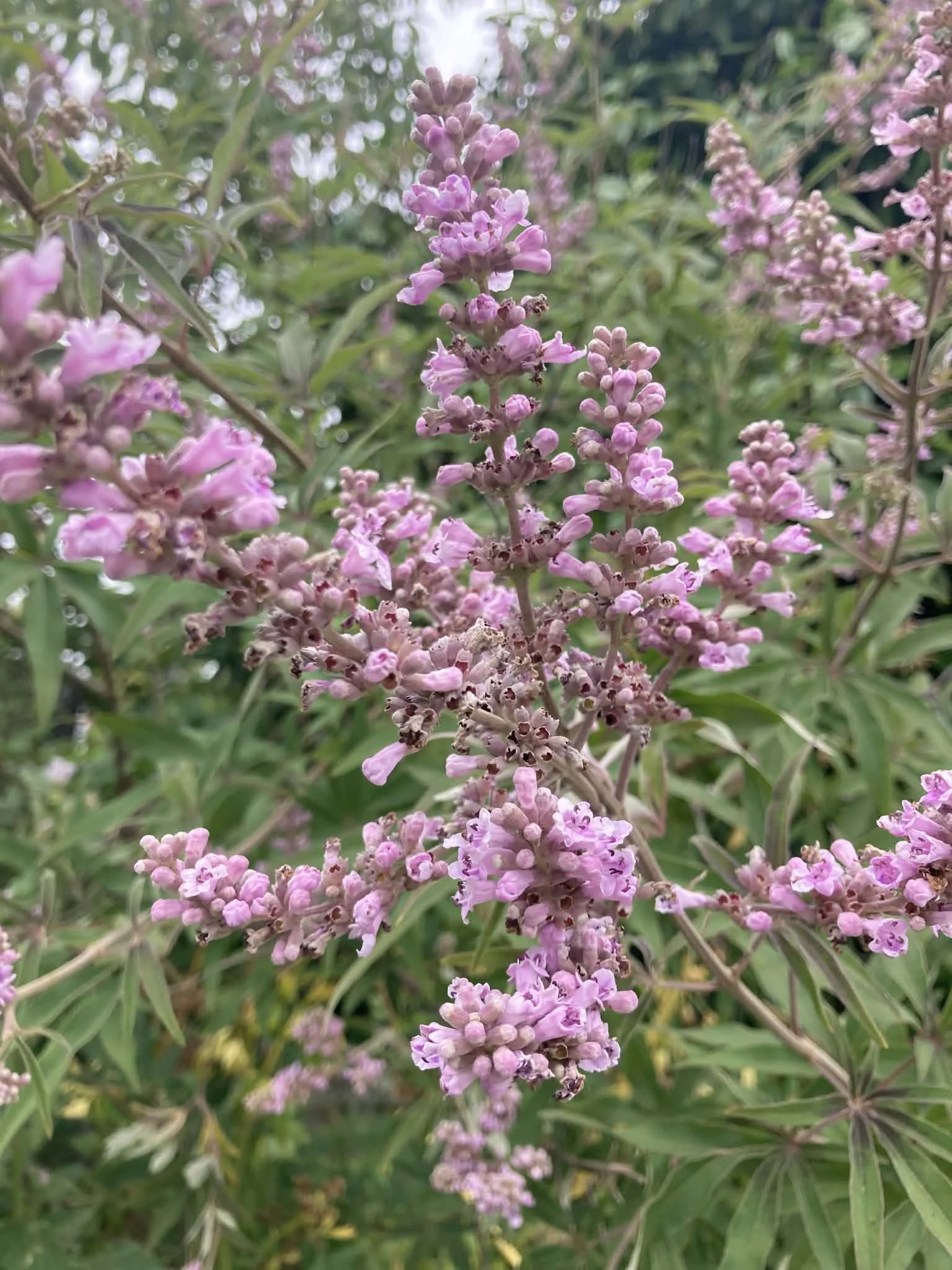 Chaste tree, a supportive women’s herb