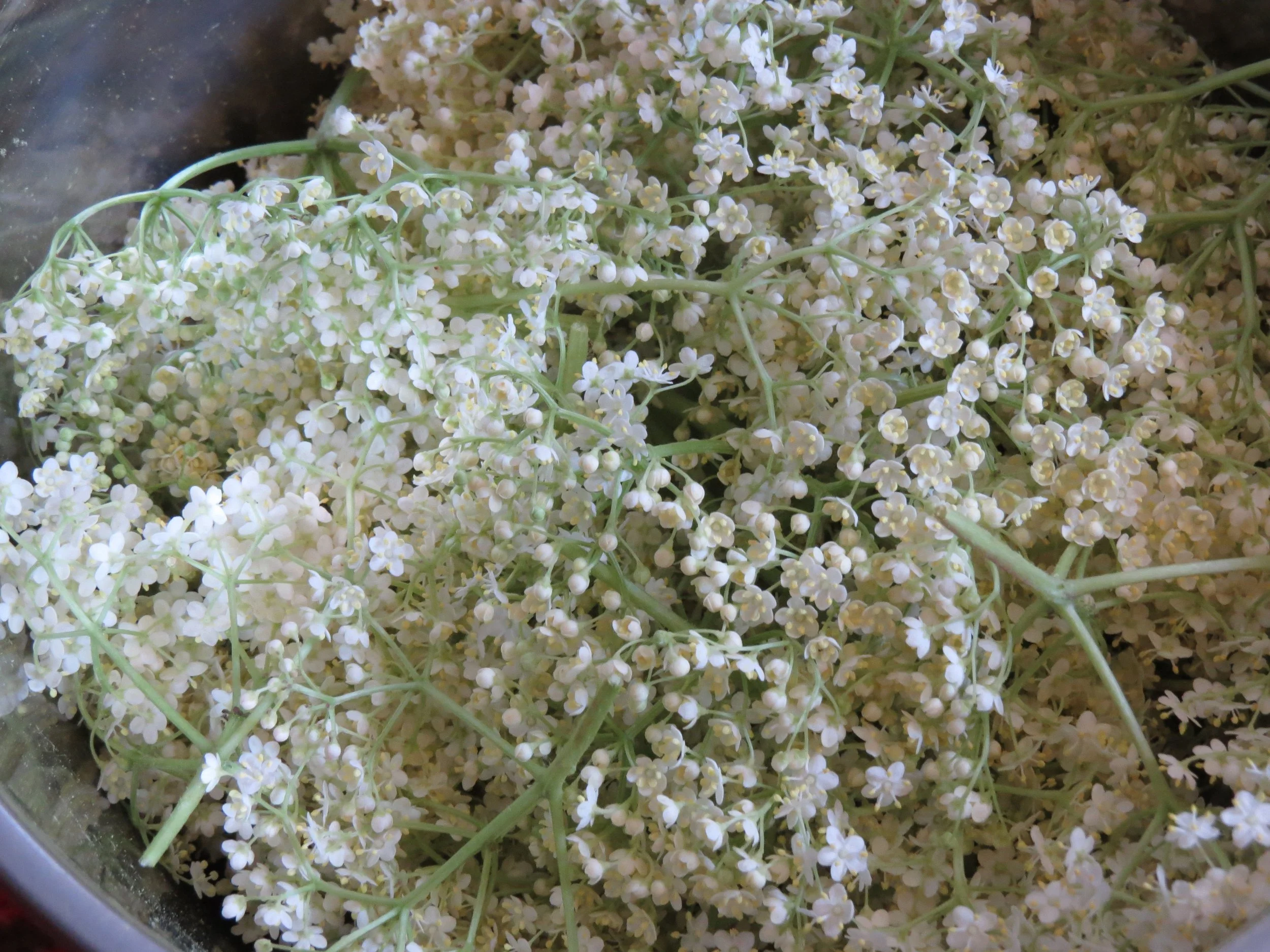 Which herbs are useful for winter ills and chills?