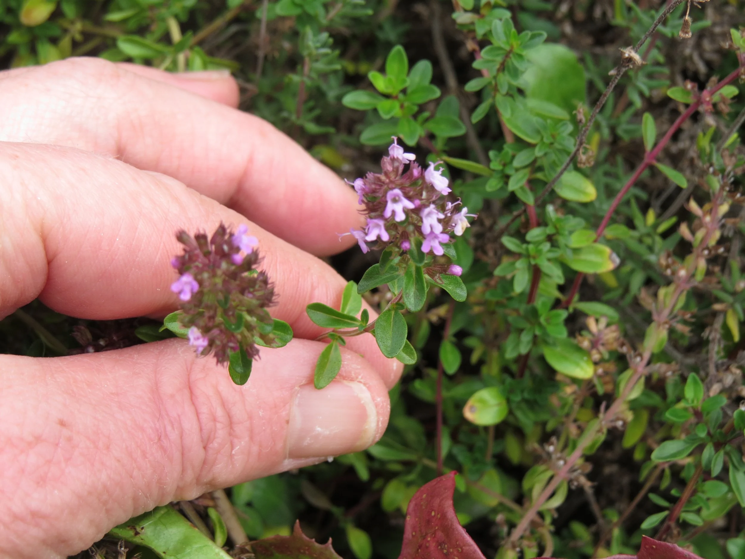 Thyme, a dainty but powerful herb
