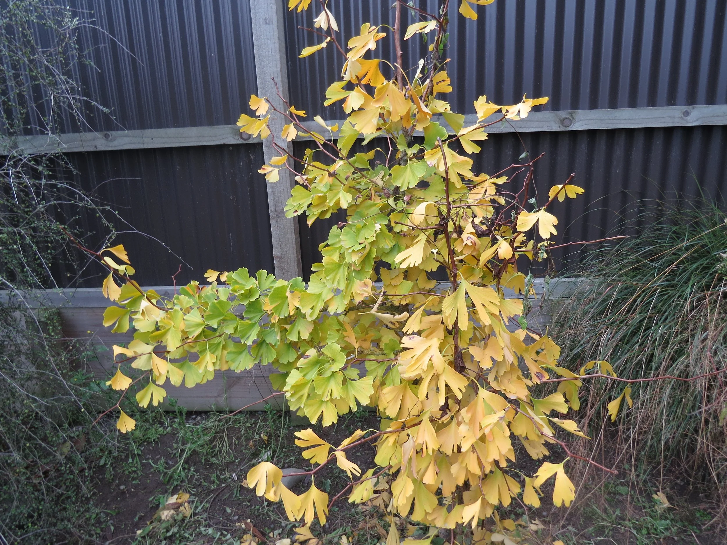 The Beautiful Ginkgo