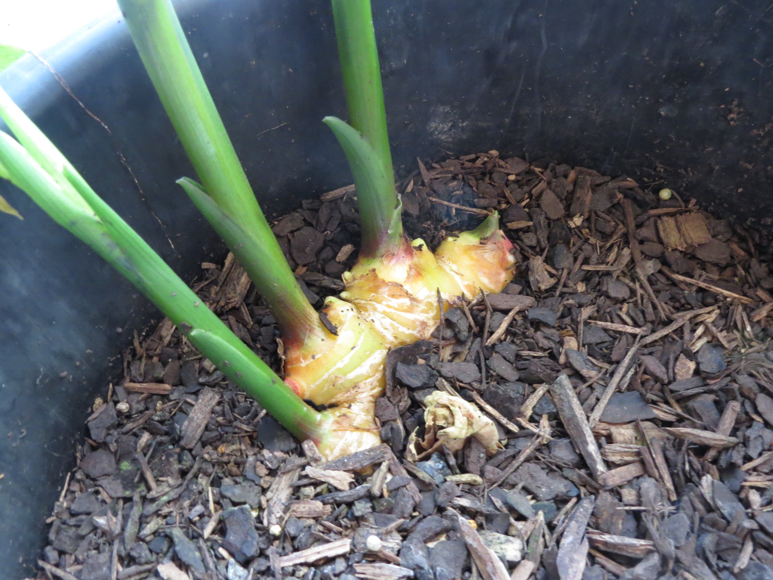Ginger - simple but powerful kitchen medicine