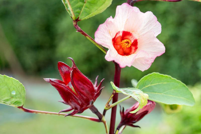 Hibiscus ~ tropical goodness with a tang