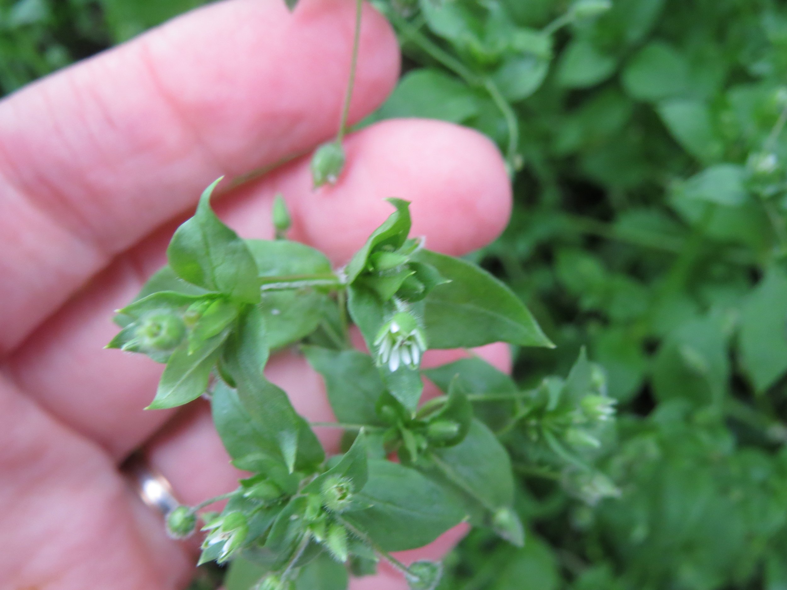 Spring - two of my favourite weeds