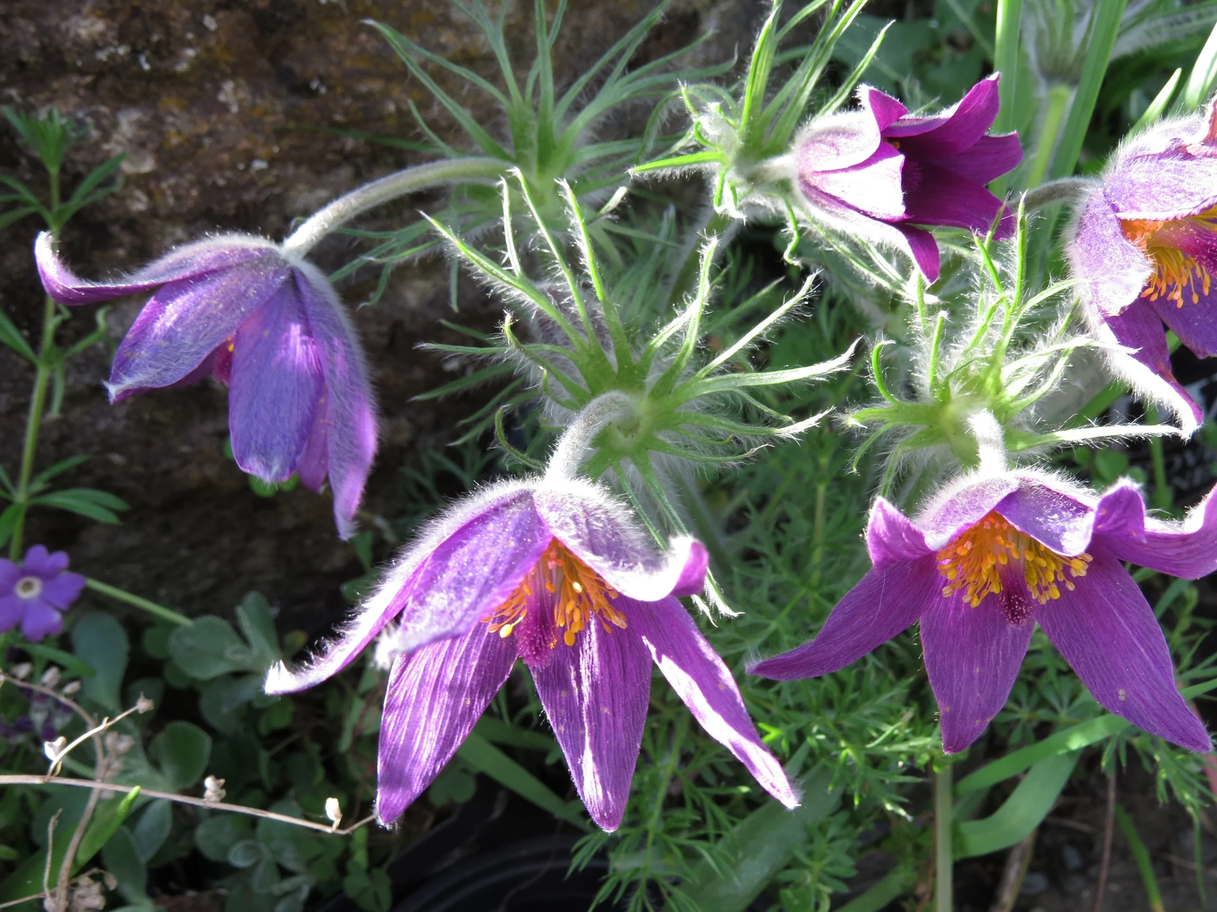 Pulsatilla, Pasque flower