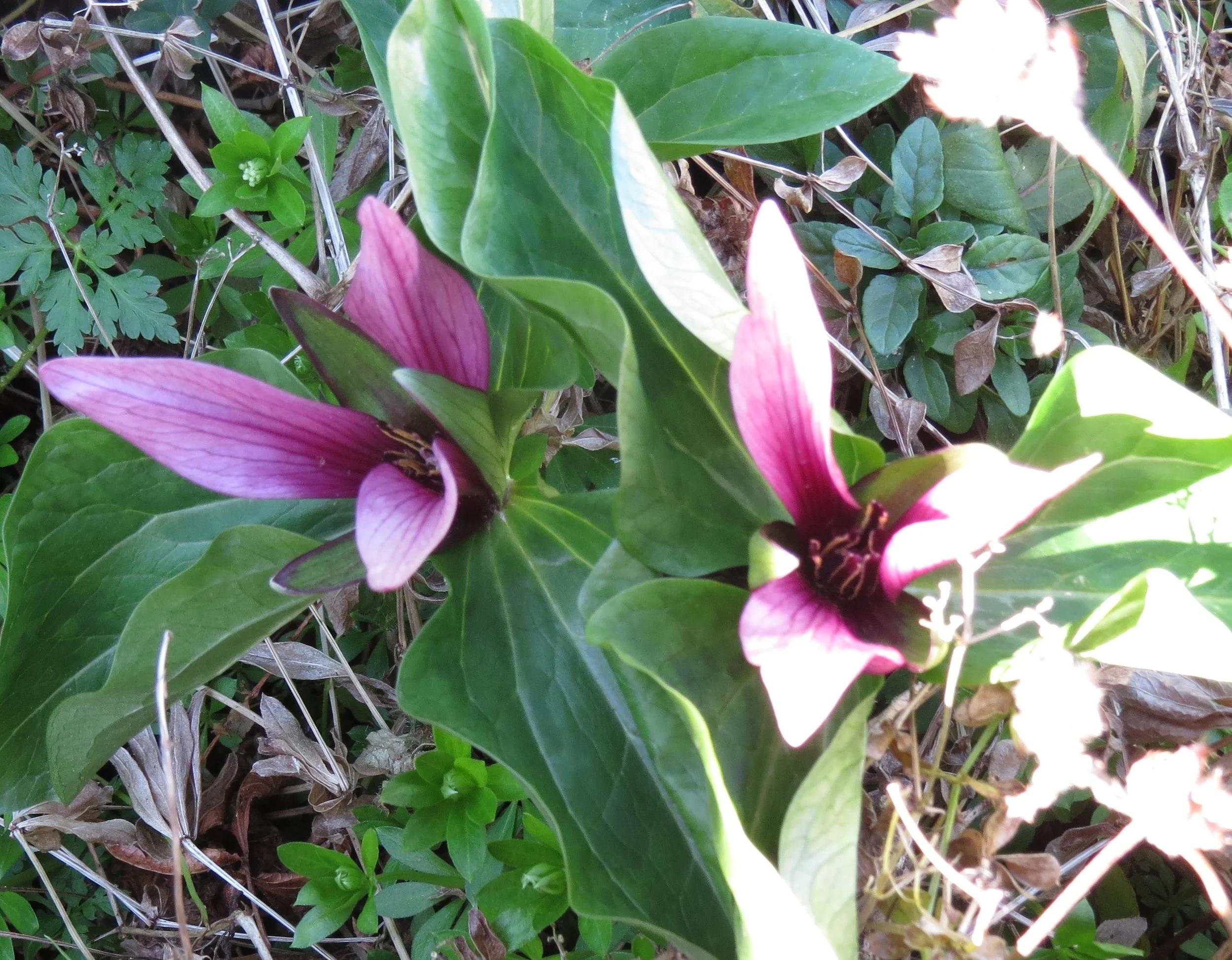 Trillium a useful beautiful ornamental