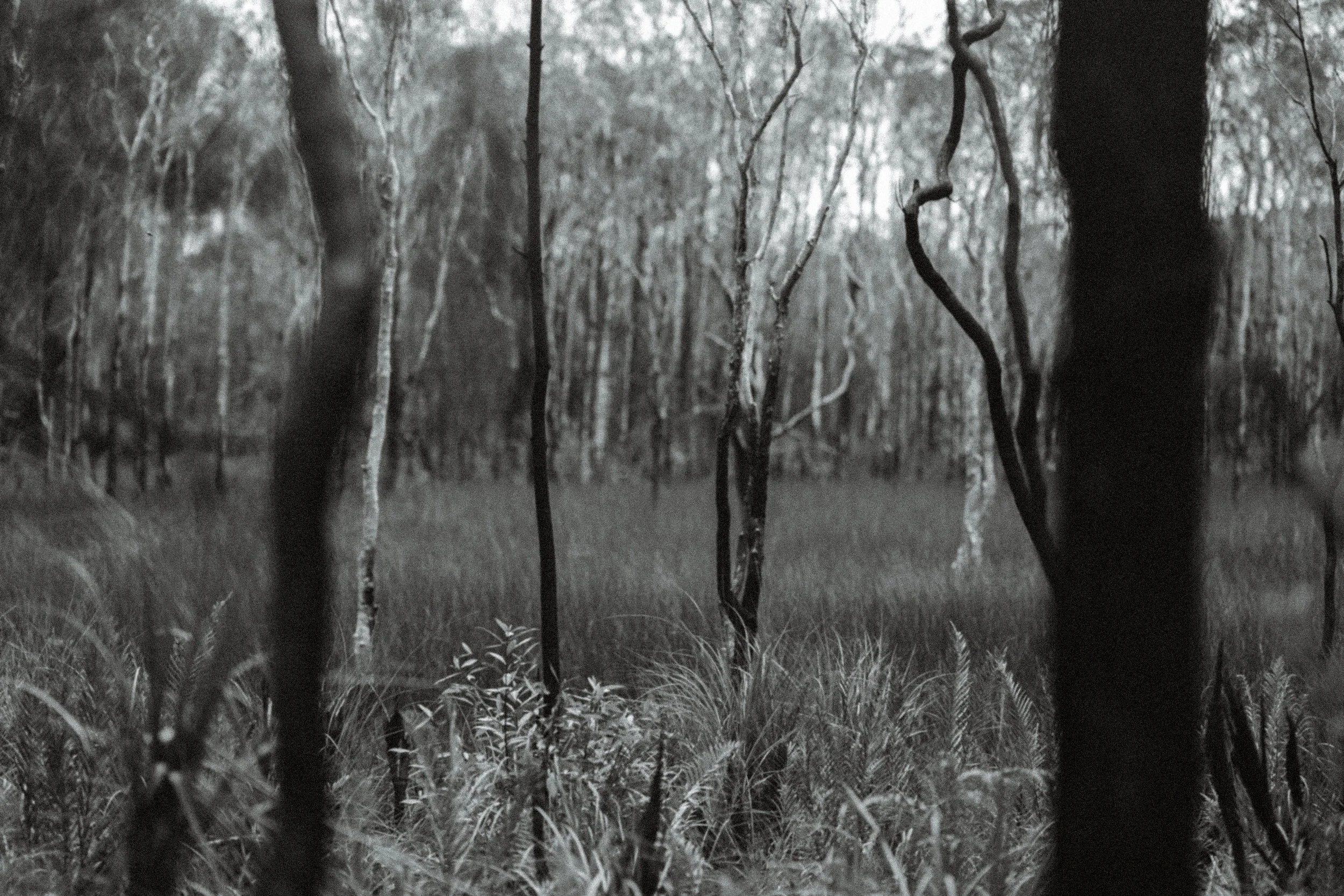 Black and white paperbark forest beside dark water