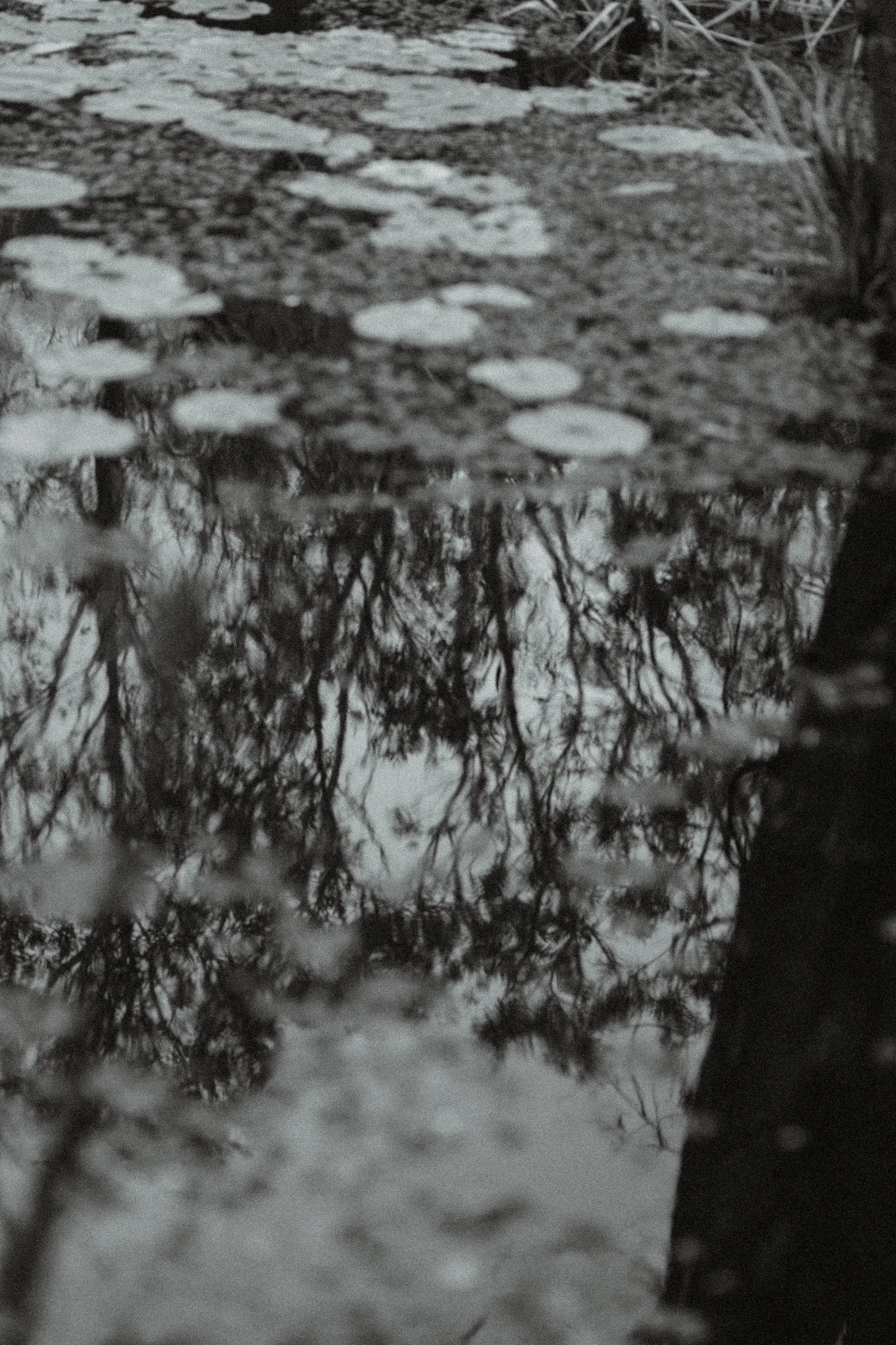 Black and white reflection of trees on still water