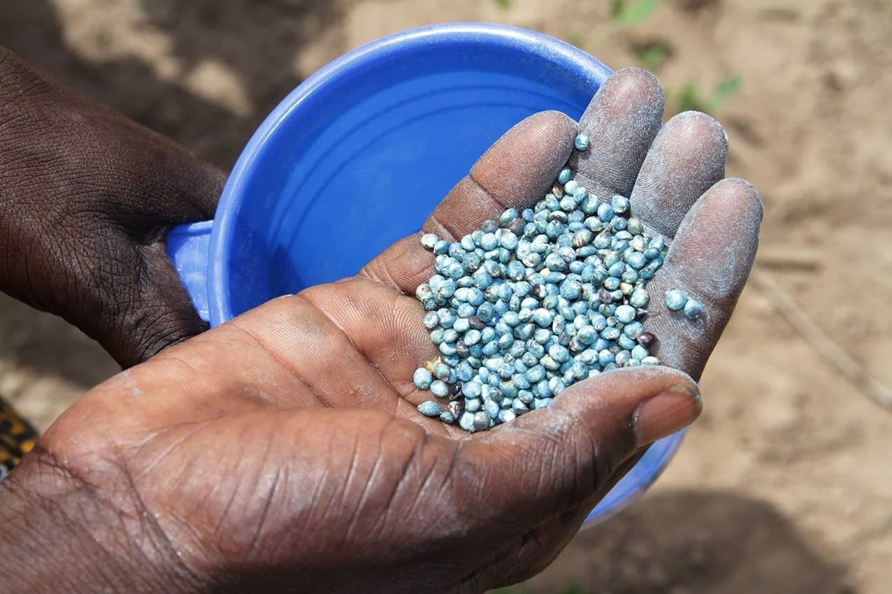 To produce AflaSafe for safe food