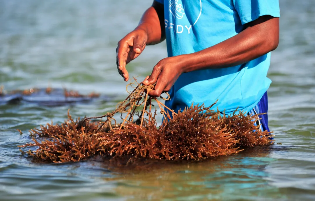 Meet the Antanimanimbo community in Madagascar