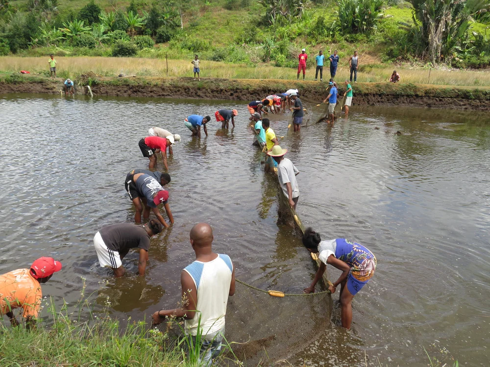 Harvesting the tilapia