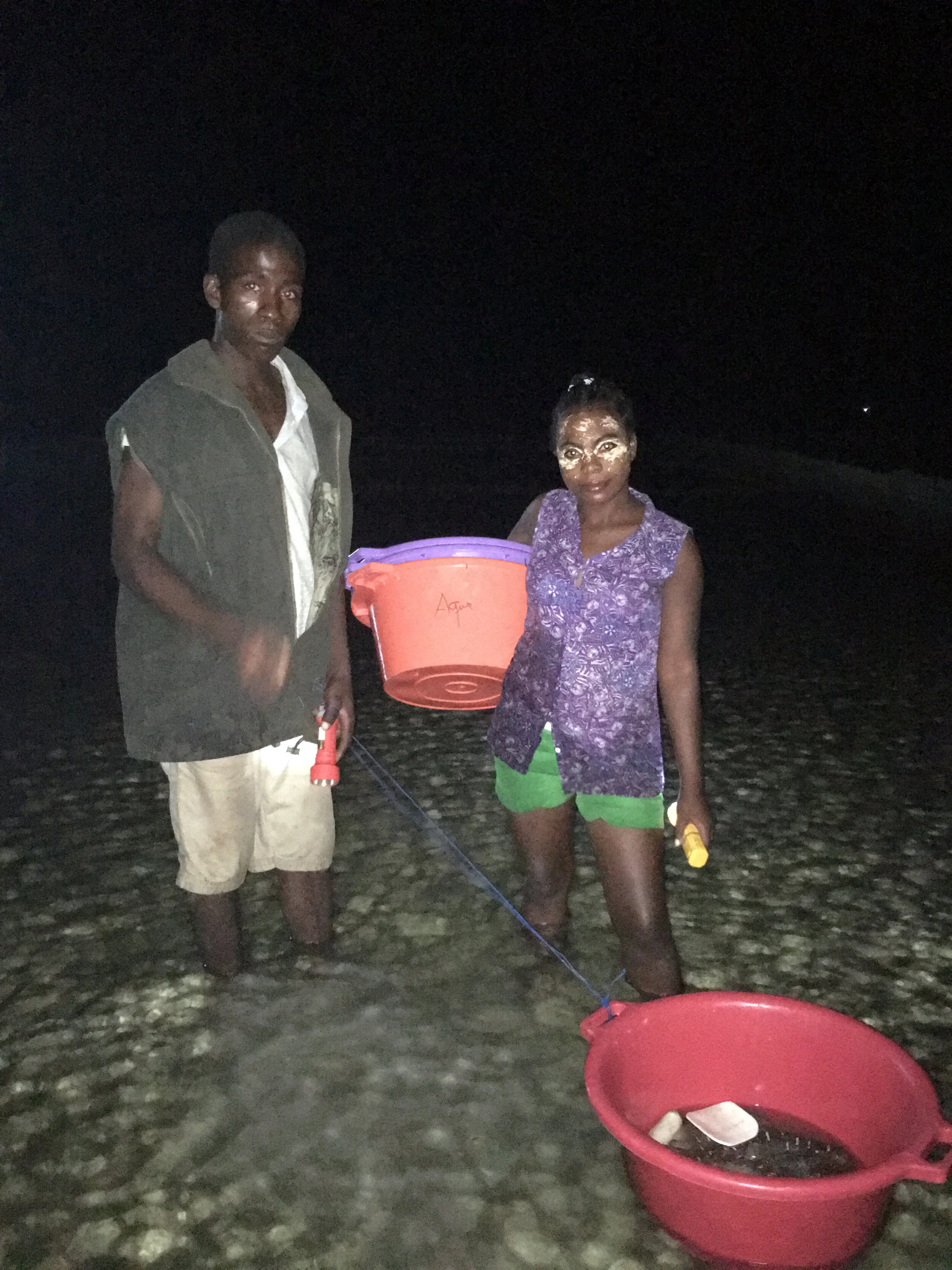 Harvesting takes place at night
