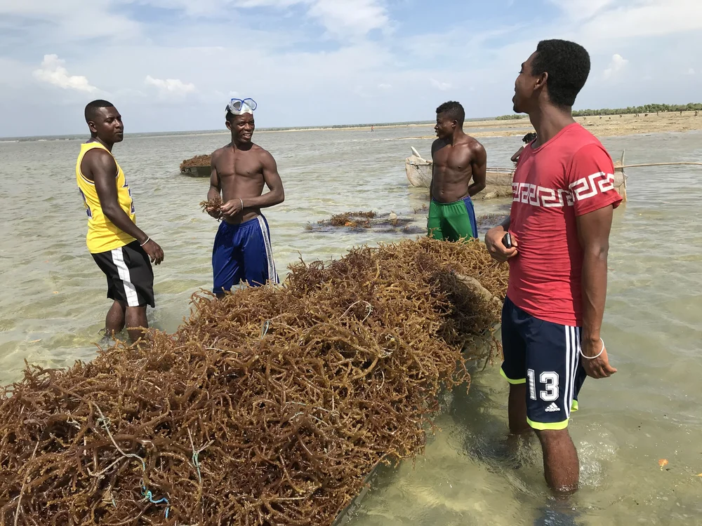 Local algae growers