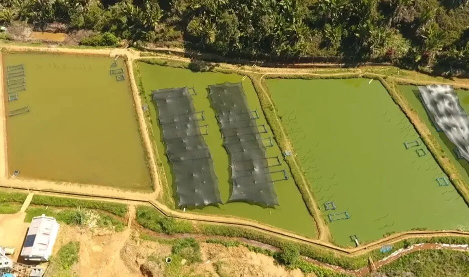Tilapia farming exceeds all expectations