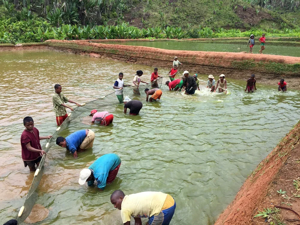 Fish farming in Tanzania