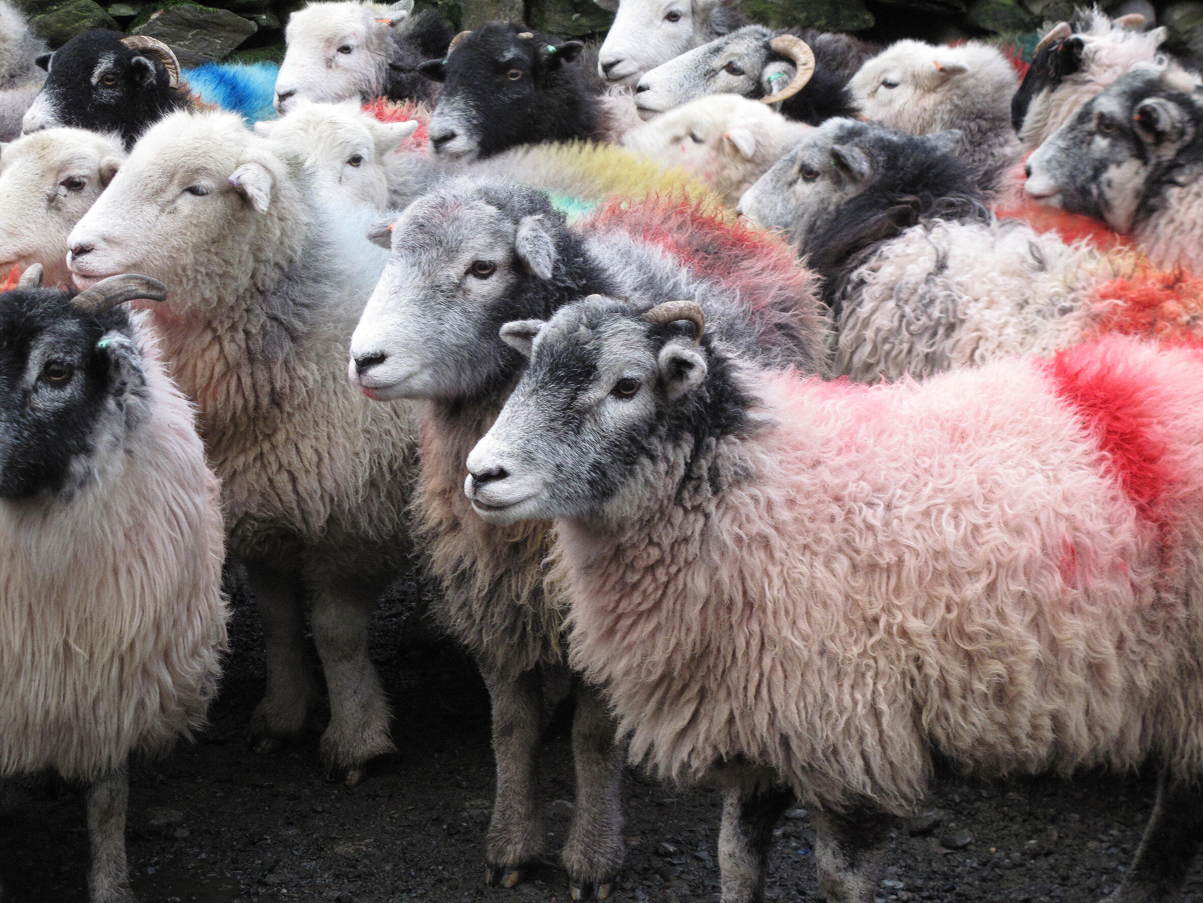 Kvadrat_Technicolour_Technicolour_Spray painted coloured sheep_01.jpg