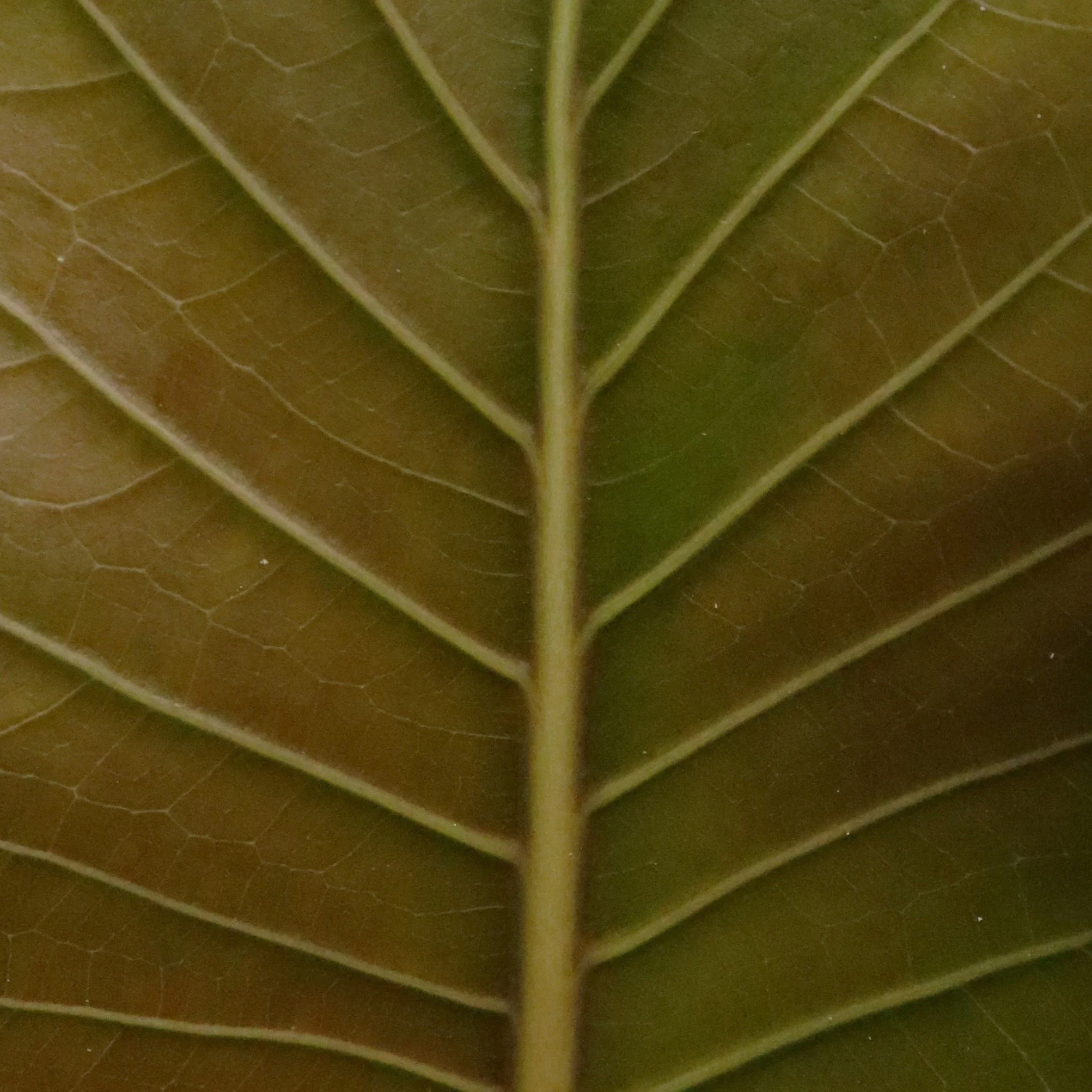 Close up image of the veins of a thick yellowing leaf