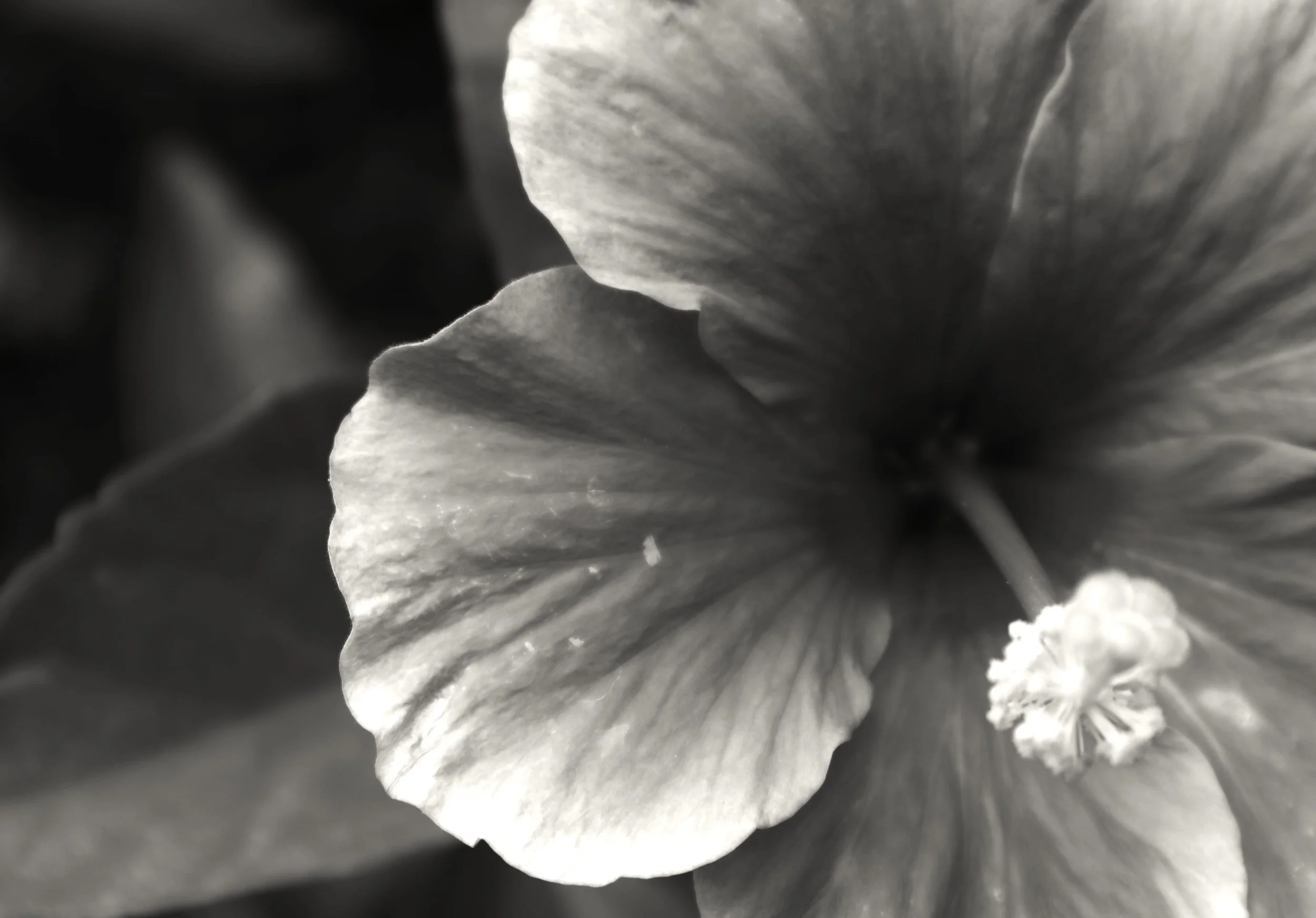 close up of the center of a black and white rose
