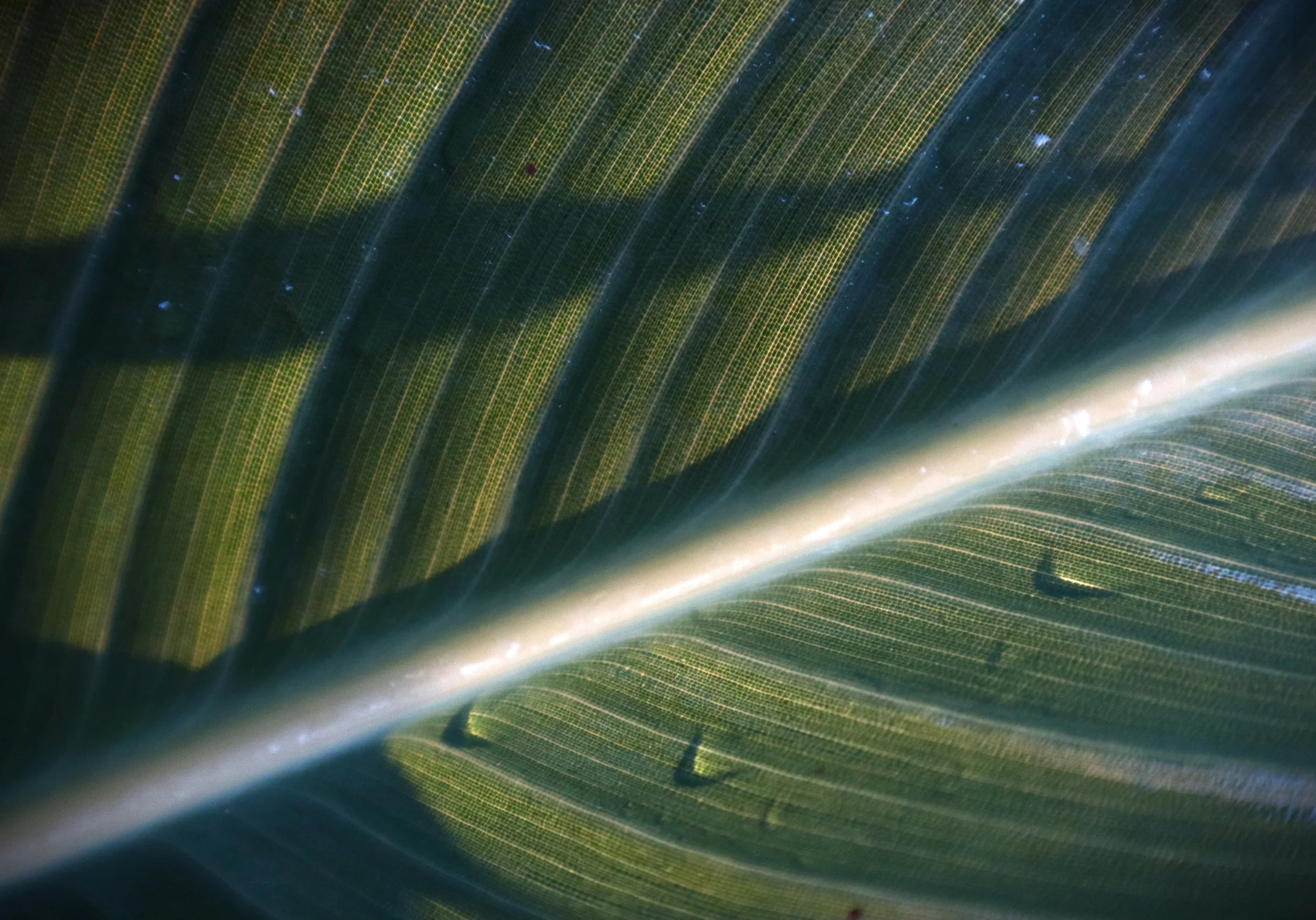 close up image of a leaf with shadows and water droplets