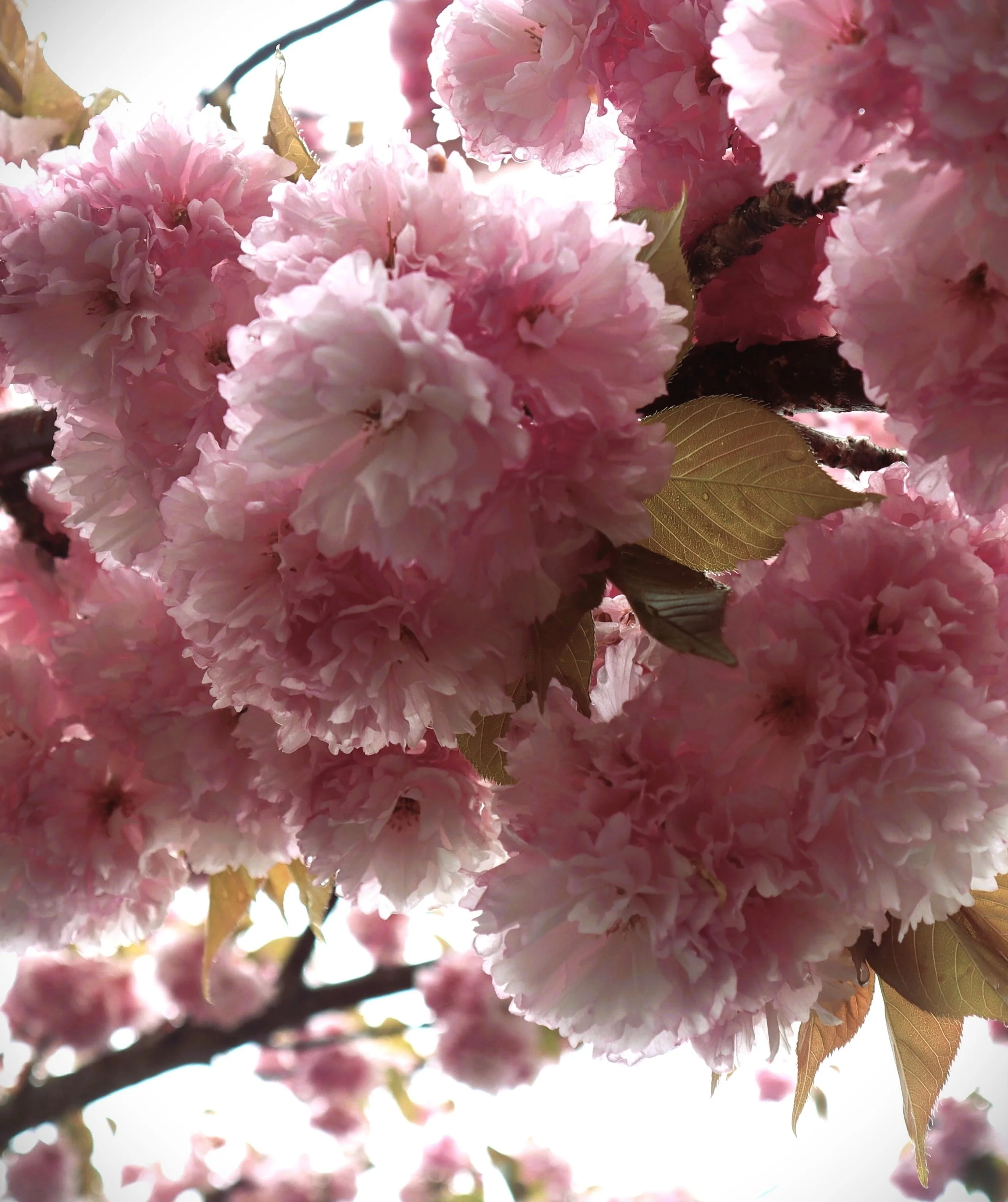 close up of pink cherry blossoms