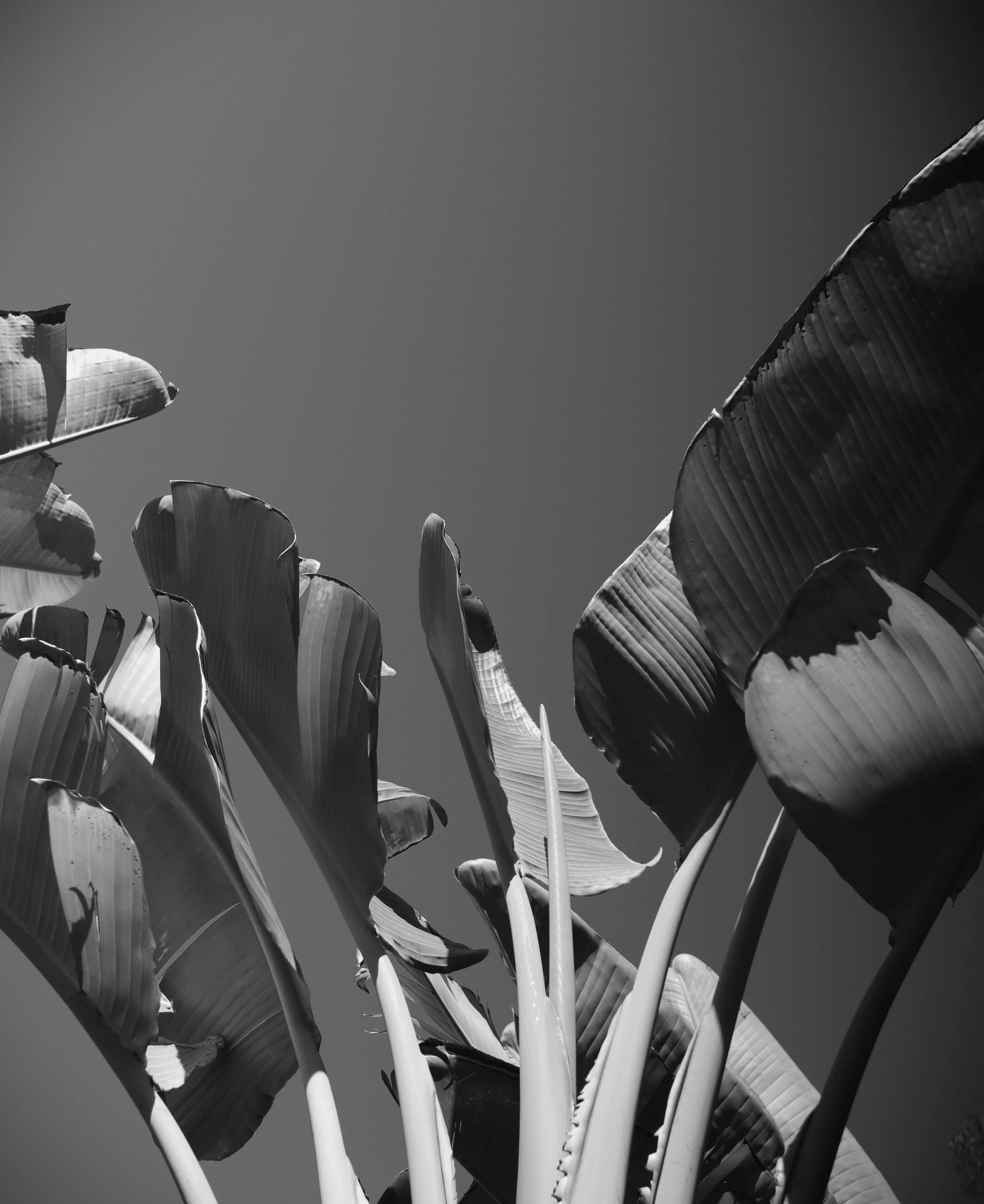 greyscale big leaves