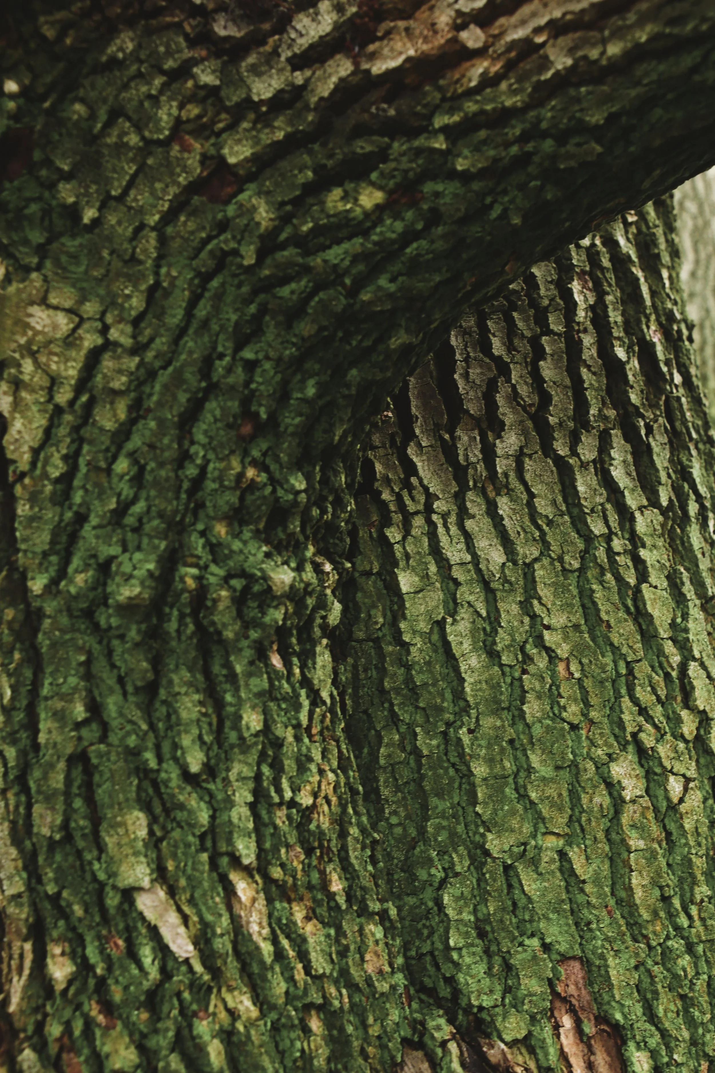 green moss on a tree