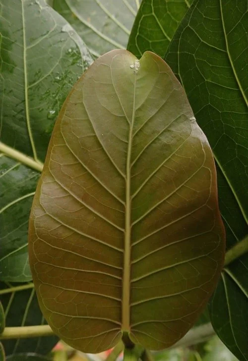 close up image of a leaf in front of other leaves