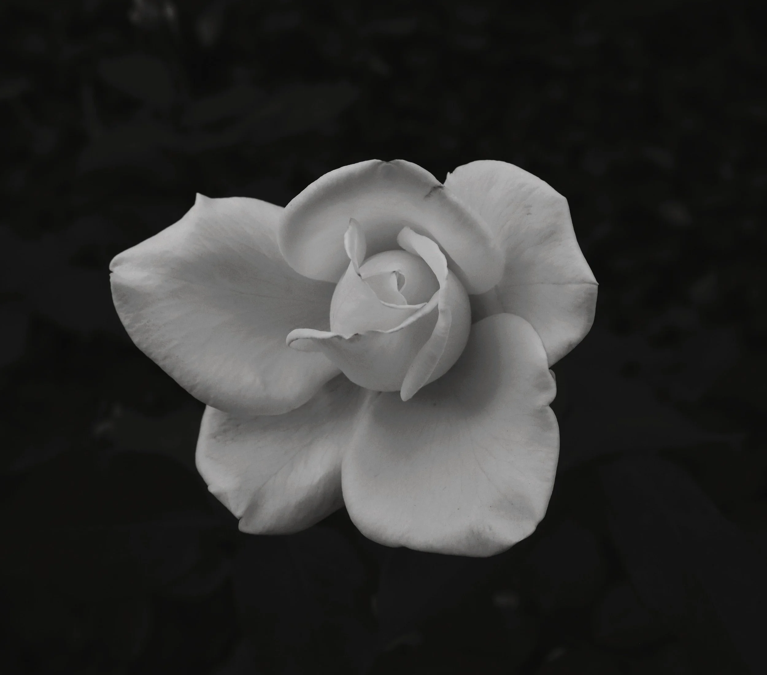 white rose against a black background