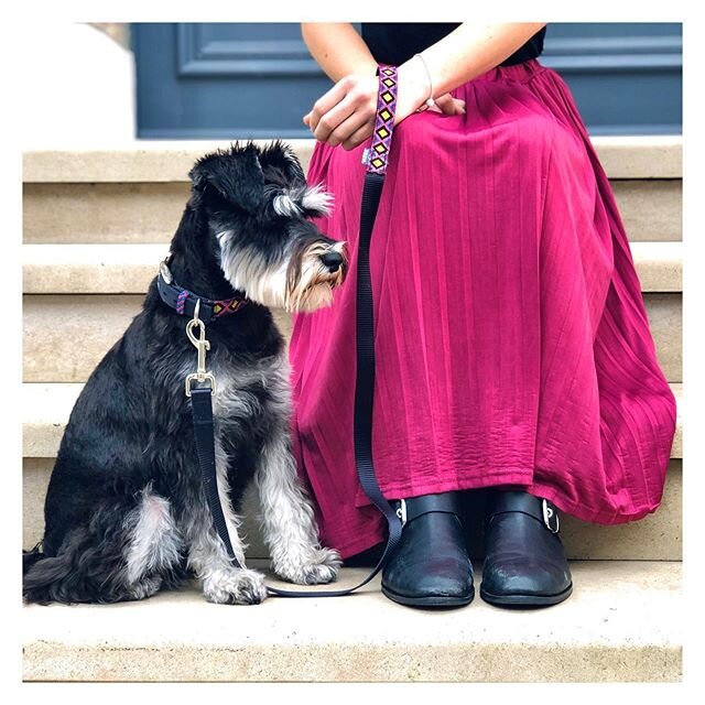 Pink isn&rsquo;t girly, it&rsquo;s just another great colour to express your dog's personality. Here chilli big eyebrows wearing our vivid collar and lead &rdquo;Xojobal&rdquo;.
.
.
.
#pinkisntgirly #pink #xojobal #londondog #collarformydog #formydog