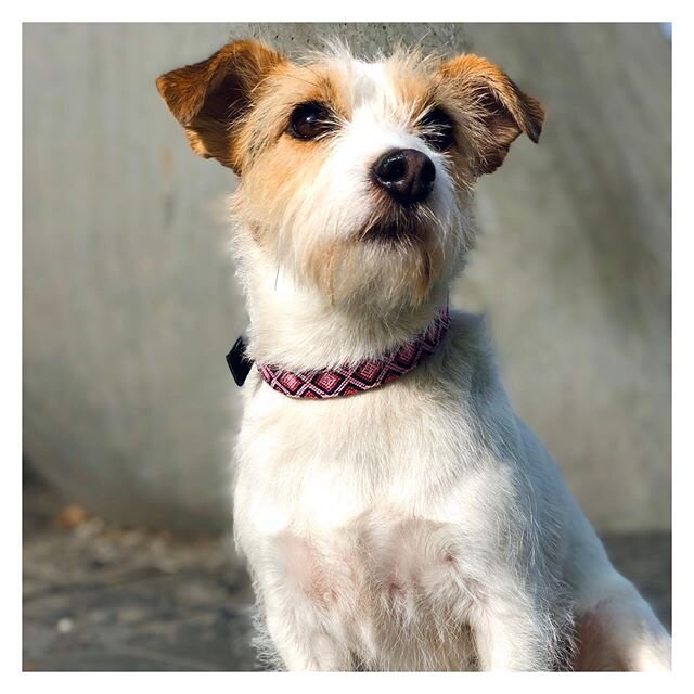 Gorgeous Binky giving 100% to the camera wearing our collar &ldquo;Kuxlejal&rdquo; woven by our dear artisan Maria.
.
.
.
#pink #kuxlejal #binky #jackrussellterrier #pet #dogaccesories #madeinmexico #fairtrade #handwoven #handmade #artisan #dogcollar