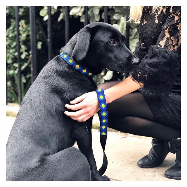 Chester showing off his  Bolom collar and matching lead, smartest looking guy on the block.
.
.
.
#bluecollar #boy #handmade #wearexozil #petaccessory #labrador #madeinmexico #tzotzil #sancristobaldelascasas #dogaccesories #londondog #dogsofinstagram