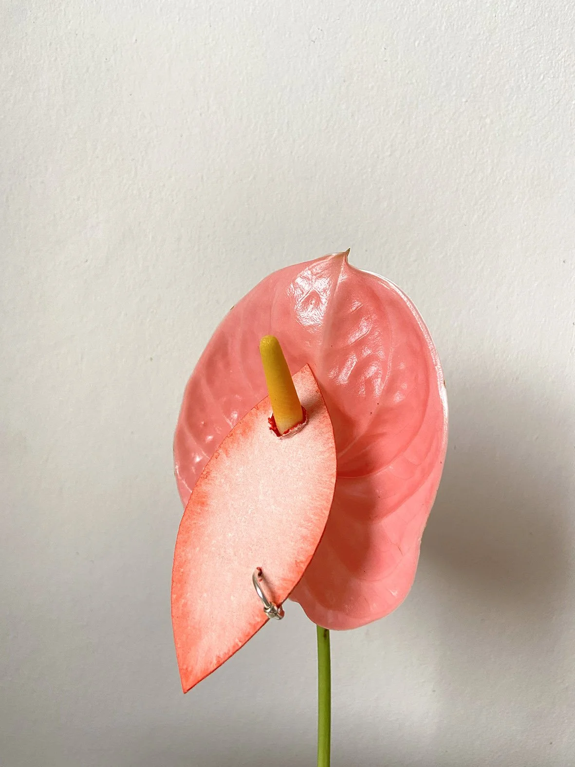 Piercing, 2025. Watercolour drawing, anthurium flower, vase, silver earring. 5cm x 8cm approx.