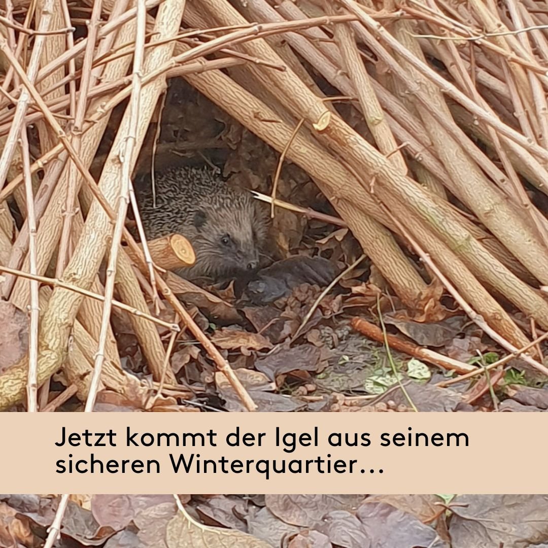Ein sicheres Winterquartier f&uuml;r den Igel! 🦔🍂
Im Rahmen unserer Aktion &bdquo;Winterquartier f&uuml;r den Igel&ldquo; haben wir bereits einige Asthaufen in den G&auml;rten unserer Kunden erstellt &ndash; und es werden noch mehr! Einer dieser Ha