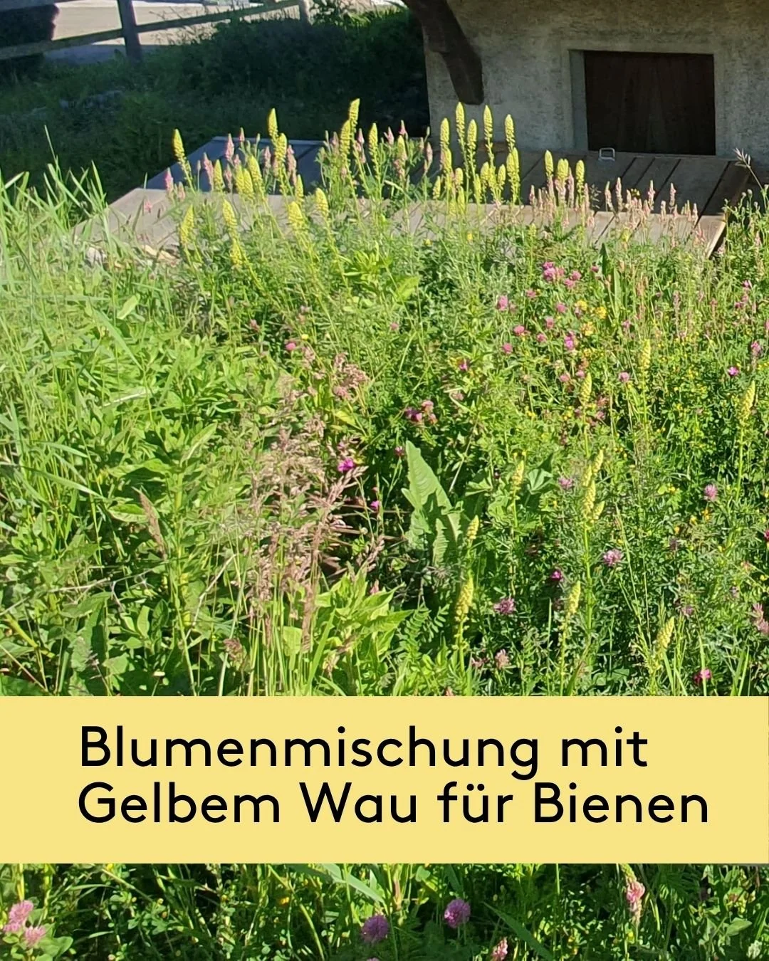 Pflegeleichte Wildblumenmischung Bl&uuml;tenzauber🌸

An diesen beiden Standorten konnten wir vor zwei Jahren eine mehrj&auml;hrige Blumenmischung eins&auml;en, die sehr wenig Pflegeaufwand ben&ouml;tigt und durch ihre grosse Artenvielfalt &uuml;berz