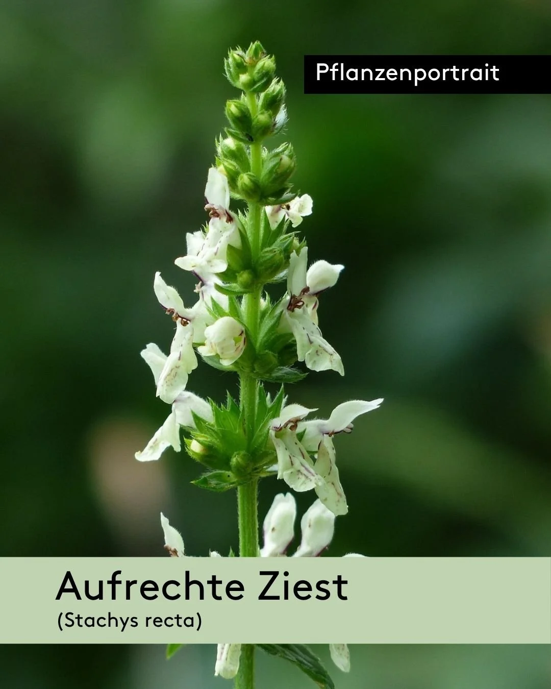 Die Aufrechte Ziest (Stachys recta) ist eine wertvolle Pflanze f&uuml;r kiesige Standorte. 🌸 Ihre weissen Bl&uuml;ten, die von Mai bis Oktober bl&uuml;hen, bieten eine wichtige Nektar- und Pollenquelle f&uuml;r zahlreiche Wildbienenarten, darunter M