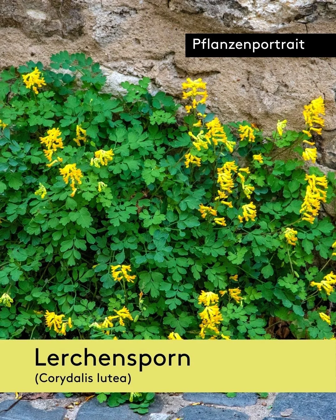 Auf der Suche nach einem Dauerbl&uuml;her f&uuml;r trockene, kiesige Standorte? 
Der gelbe Lerchensporn (Corydalis lutea) ist &auml;usserst robust und w&auml;chst selbst an ungew&ouml;hnlichen Orten wie unter einem Dachvorsprung, auf Mauerkronen oder