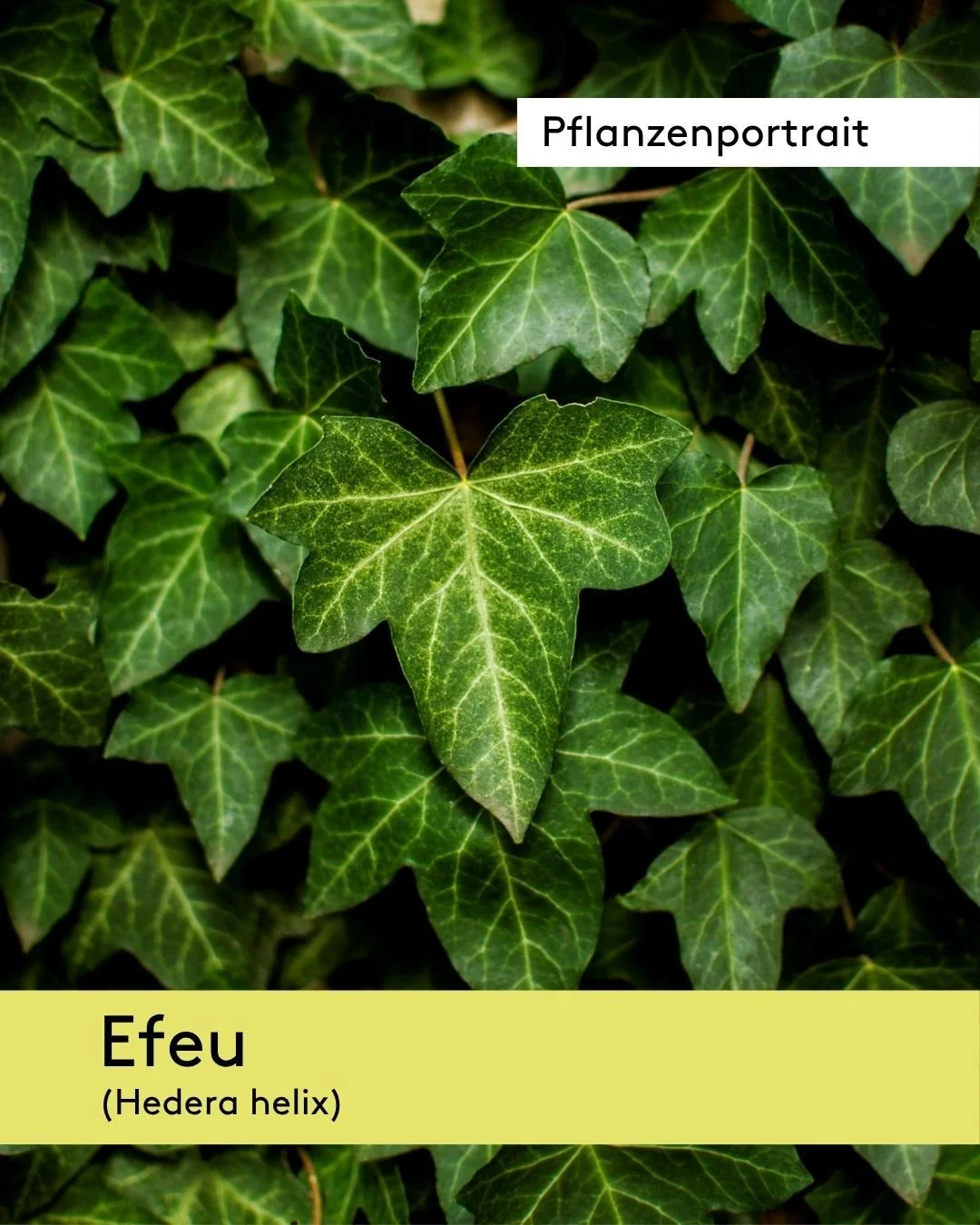 Immergr&uuml;ne Lebensinsel Efeu
Erst nach einigen Jahren vertikalen Wachstums erreicht der Efeu seine Altersform, indem er seine Blattform &auml;ndert und beginnt, Bl&uuml;ten und Beeren zu bilden. 😊
Nun ist diese w&uuml;chsige Kletterpflanze beson