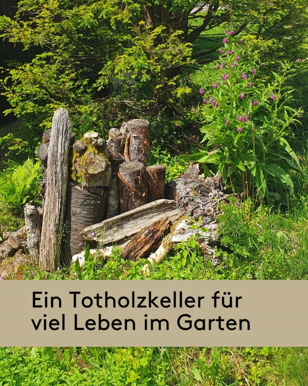Im Totholz wimmelt es nur so vor Leben: Pilze, K&auml;fer, Wildbienen, Insekten und sogar Blindschleichen finden hier ein Zuhause.🐝 Sie alle bewohnen mehr oder weniger morsches Holz und tragen dazu bei, dass ein kleines, faszinierendes &Ouml;kosyste