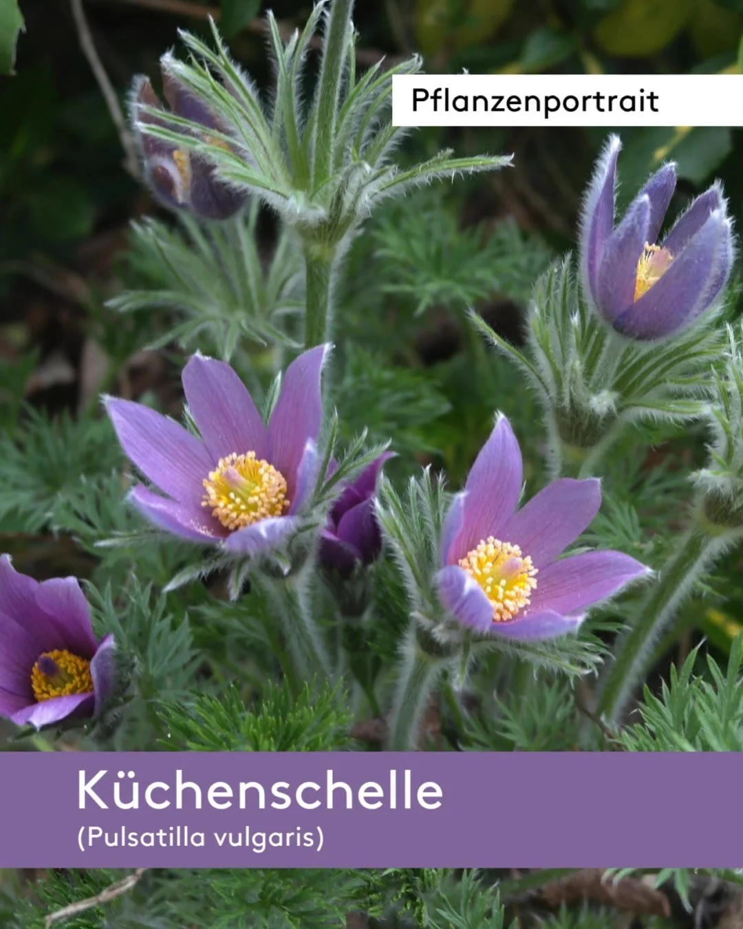 Fr&uuml;hbl&uuml;hende Sch&ouml;nheit f&uuml;r sonnige Beete und Steing&auml;rten:
Die K&uuml;chenschelle (Pulsatilla vulgaris) zeigt schon im M&auml;rz und April ihre glockenf&ouml;rmigen, meist violetten Bl&uuml;ten und bringt damit fr&uuml;h Farbe