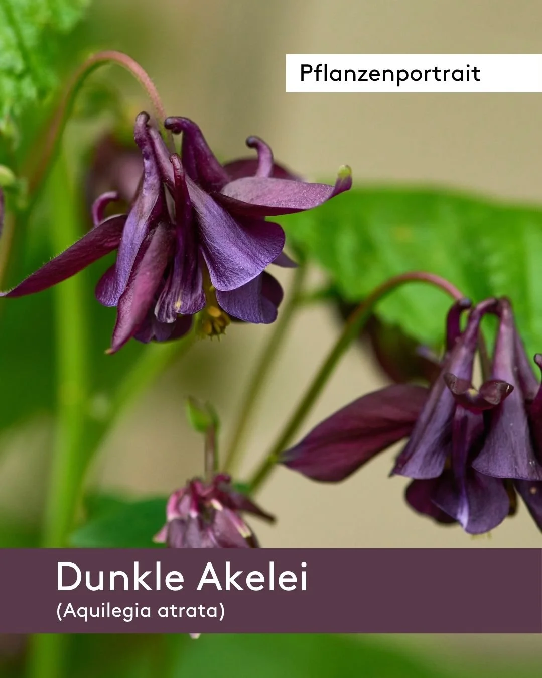 Die Akelei: So einfach holst du dir diese elfenhafte Staude in deinen Garten
Die heimische schwarzviolette Akelei (Aquilegia atrata) bringt Eleganz und &ouml;kologischen Wert in deinen Garten.☀ Sammle nach der Bl&uuml;te die leicht zu gewinnenden Sam