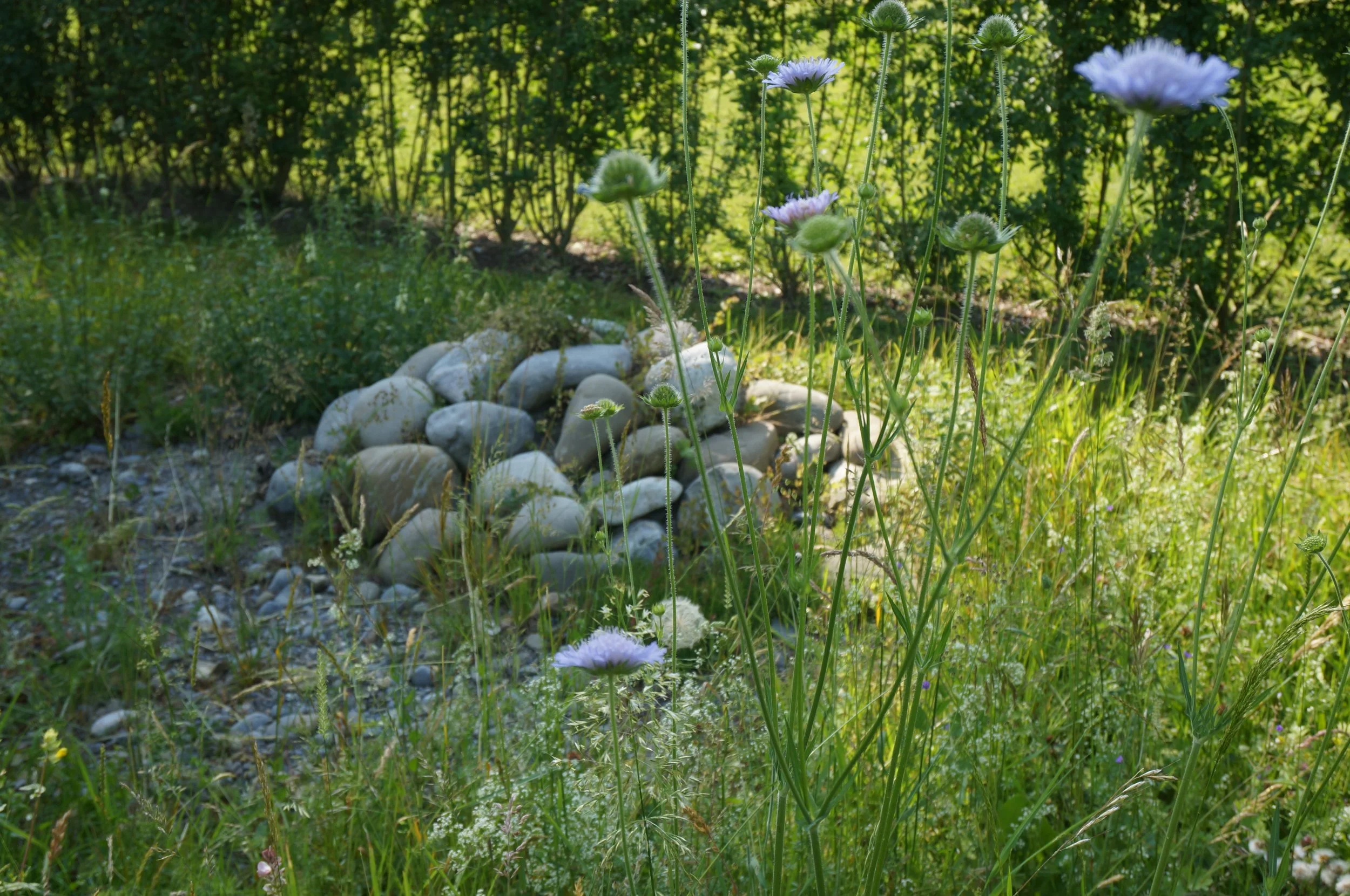 Eidechsenburg Berikon.JPG