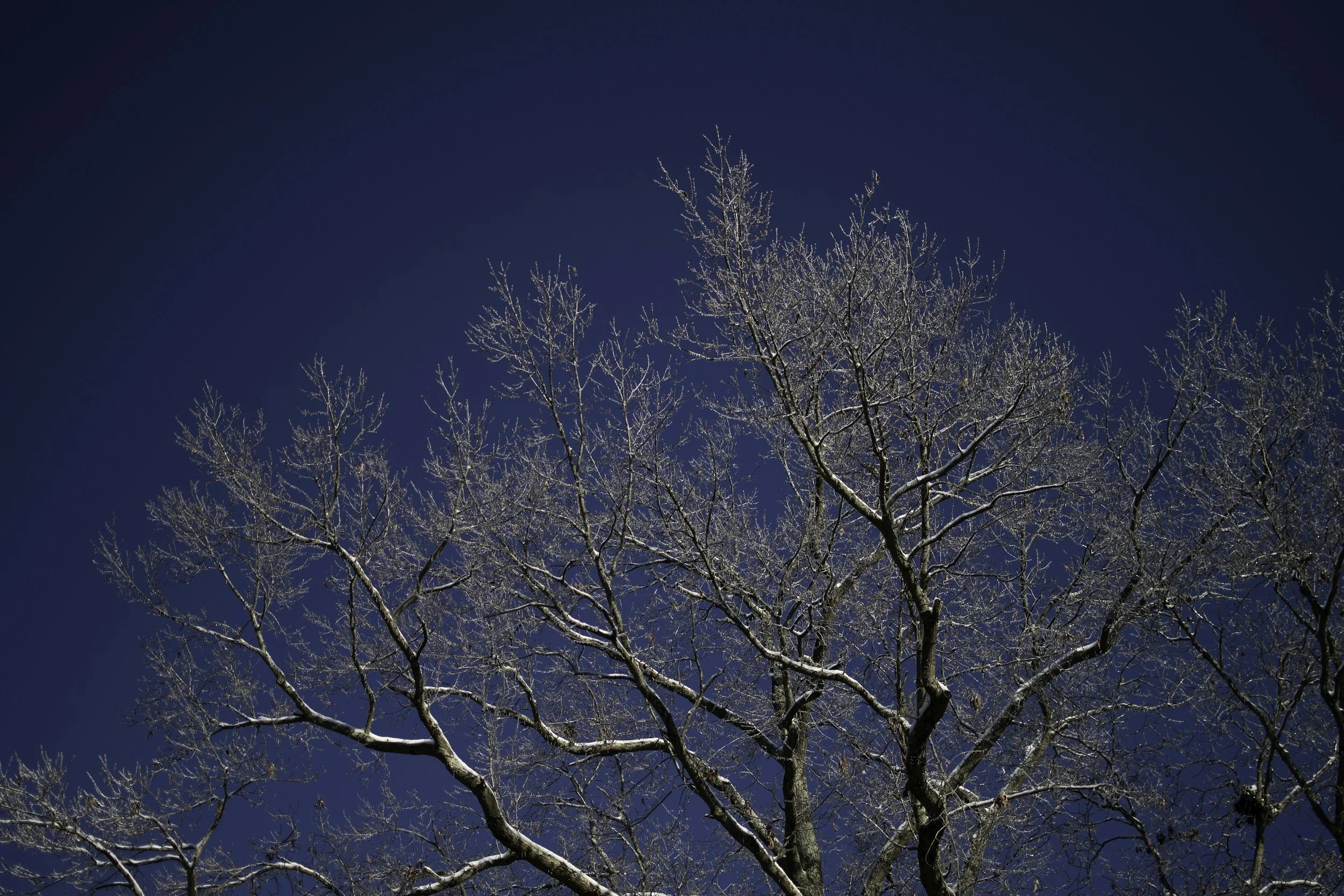 winter rituals with herbs