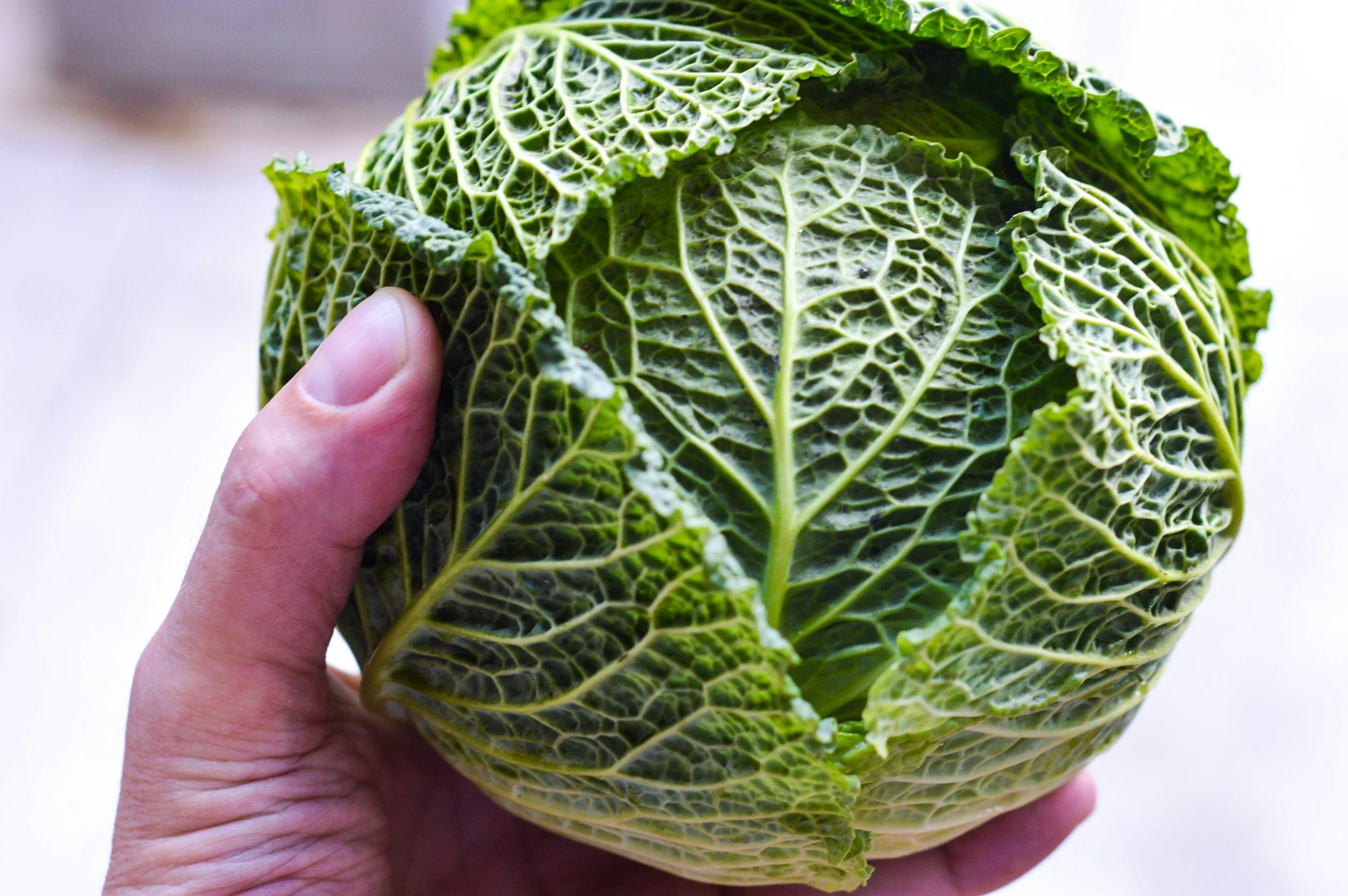 savoy cabbage good for your gut health